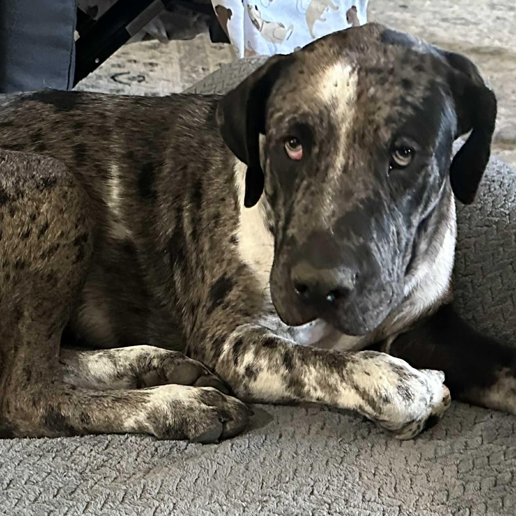 Enlarge Trooper, a Adoptable mixed breed in Lone Oak, TX image 1/1