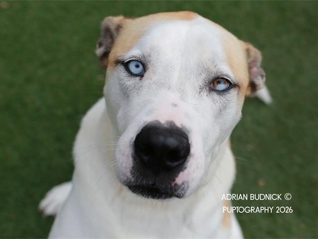 Enlarge EAGLE, a Adoptable Mixed Breed in Nashville, TN image 1/1