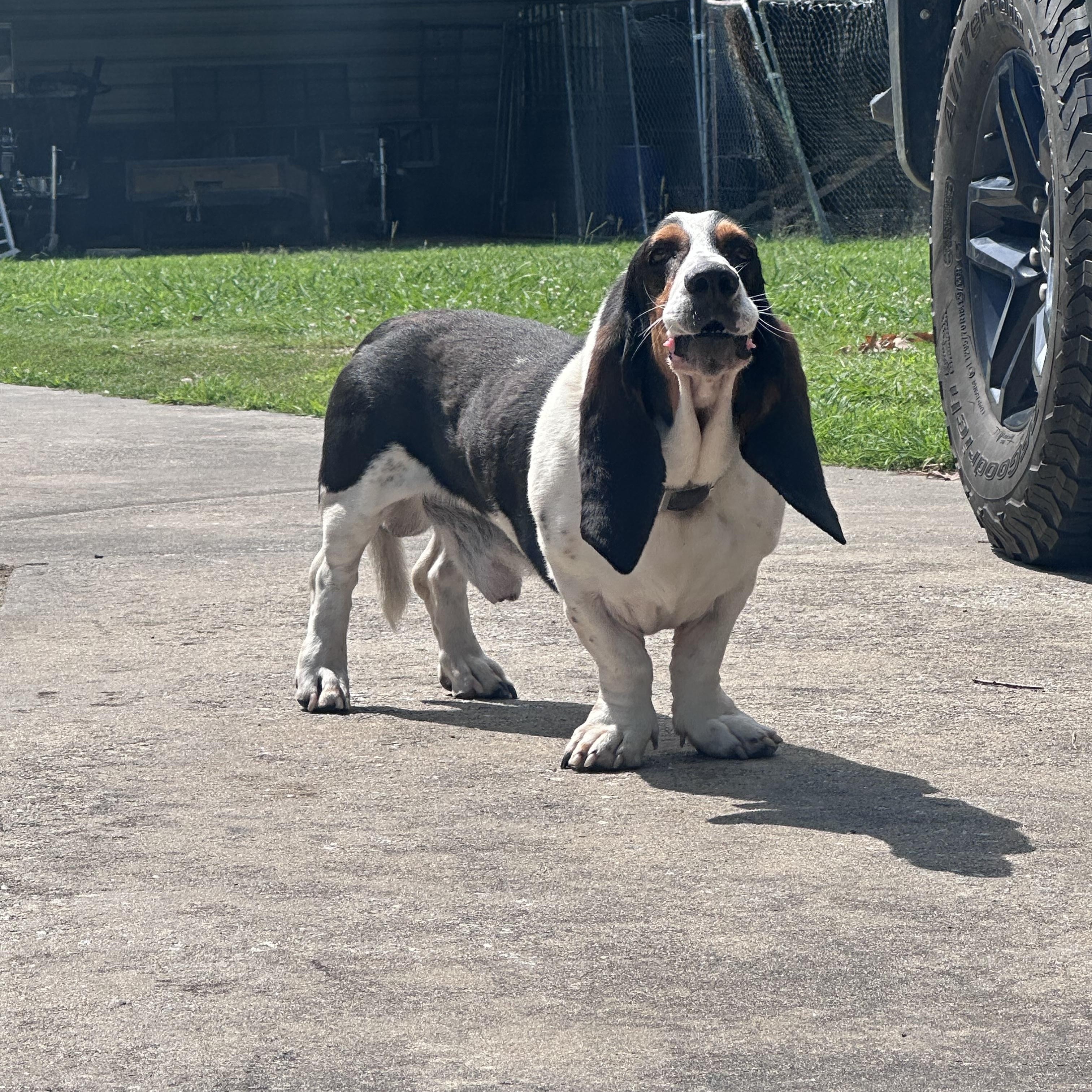 Enlarge Roscoe, a Adopted Basset Hound in Columbia, SC image 1/4