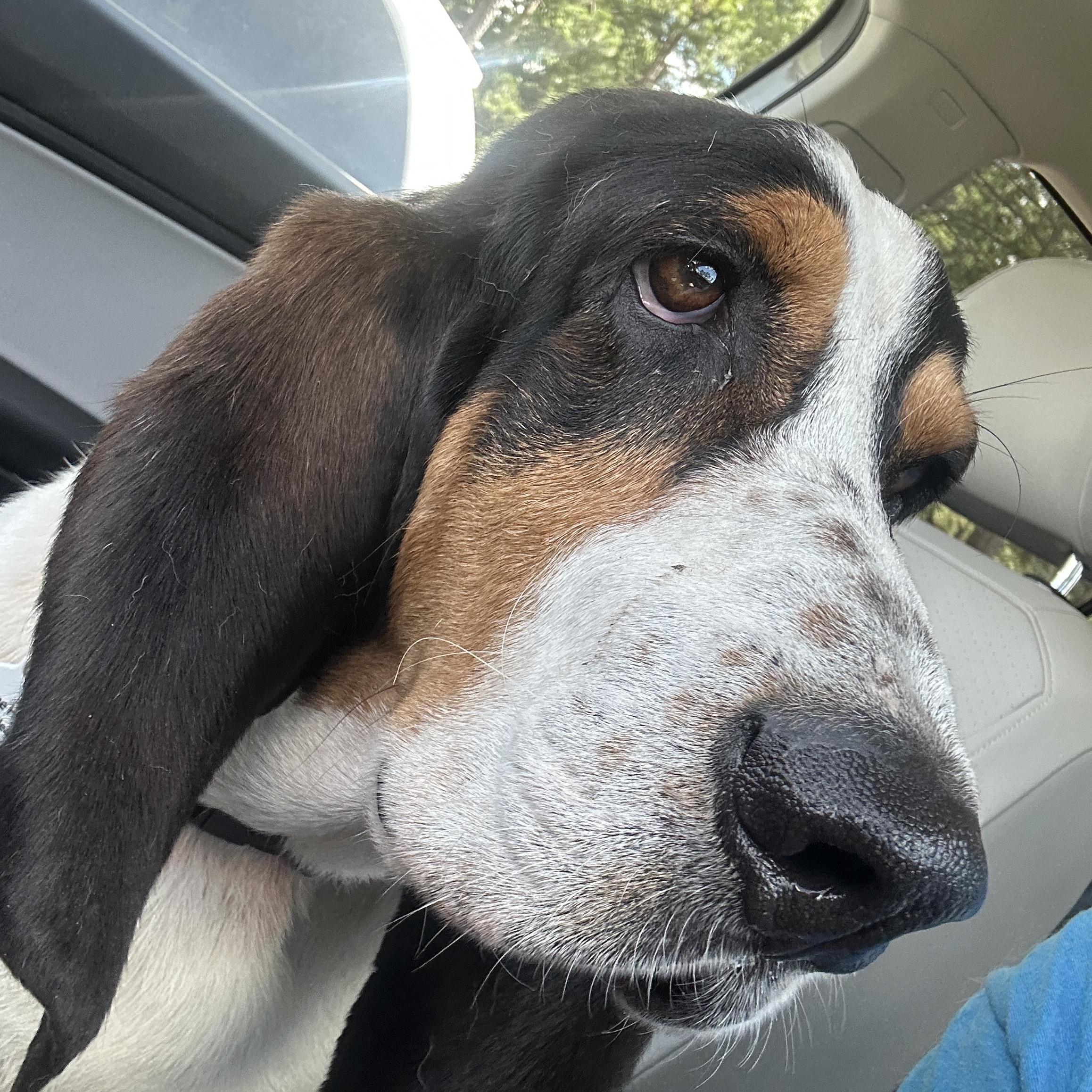 Enlarge Roscoe, a Adopted Basset Hound in Columbia, SC image 2/4