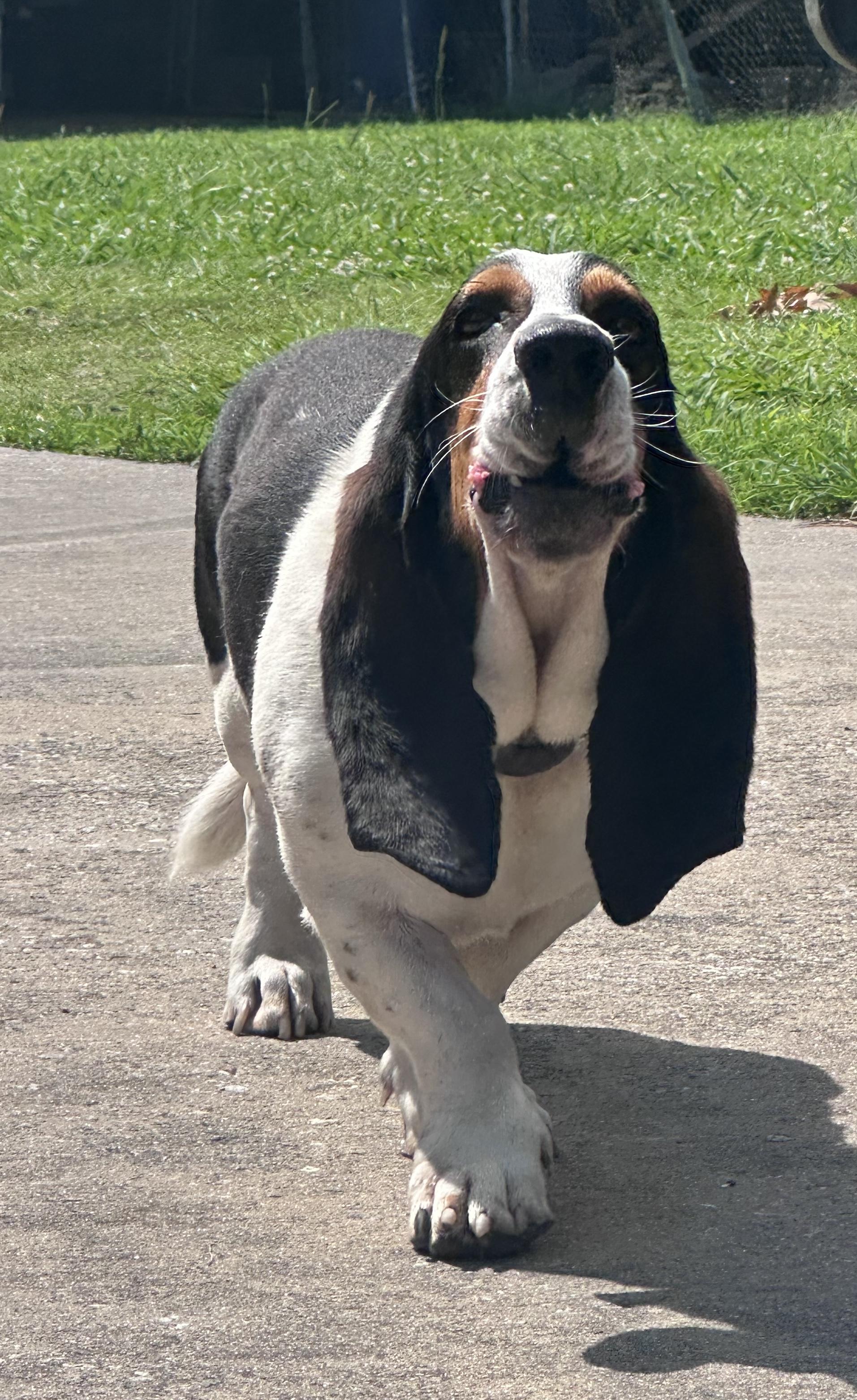 Enlarge Roscoe, a Adopted Basset Hound in Columbia, SC image 3/4