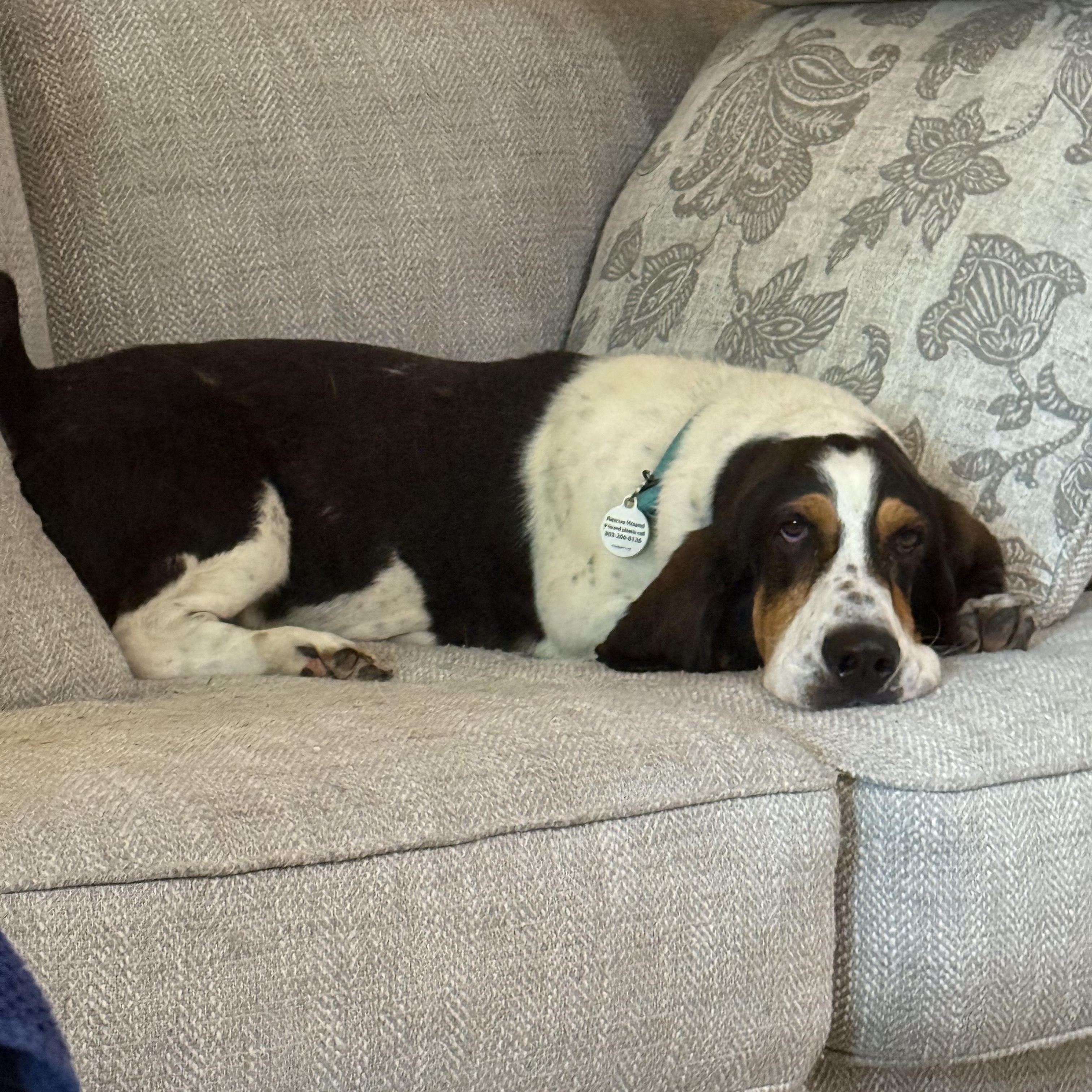 Roscoe photo 4