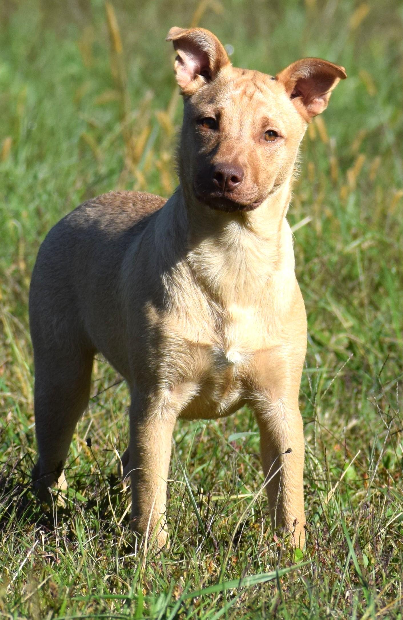 Clarke-Available 10/19 @Petsmart! www.lhar.dog to apply!