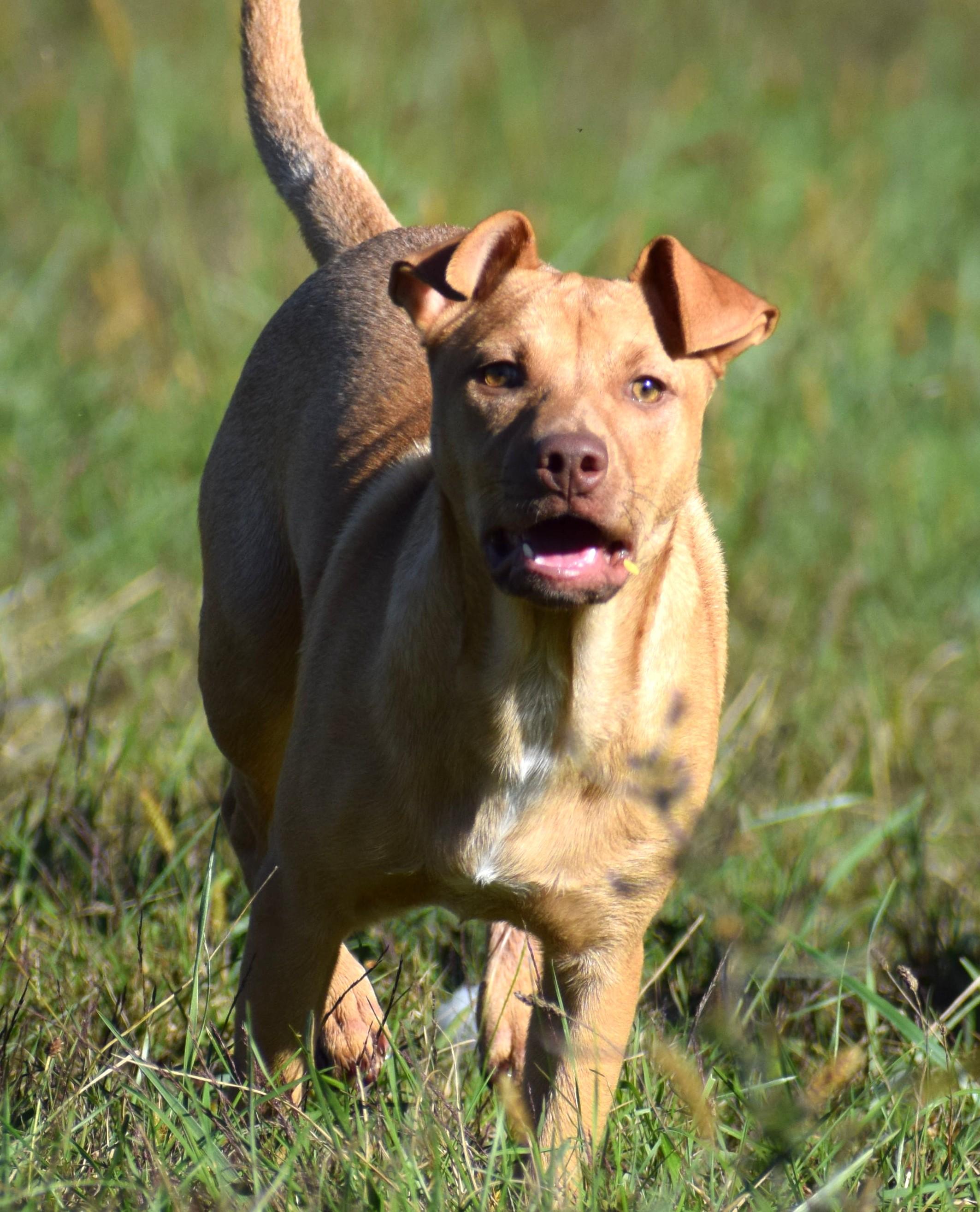 Clarke-Available 10/19 @Petsmart! www.lhar.dog to apply!