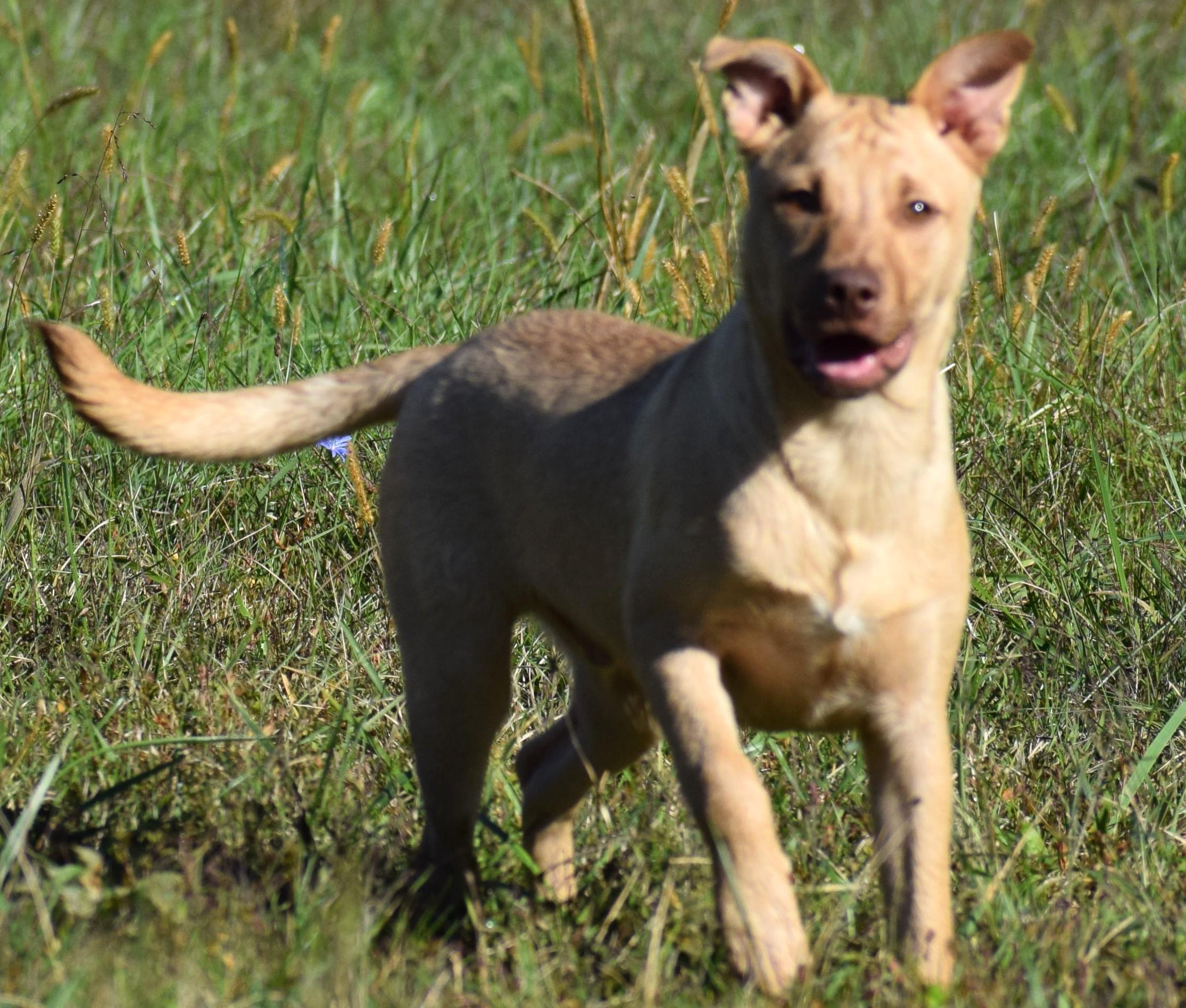 Clarke-Available 10/19 @Petsmart! www.lhar.dog to apply!