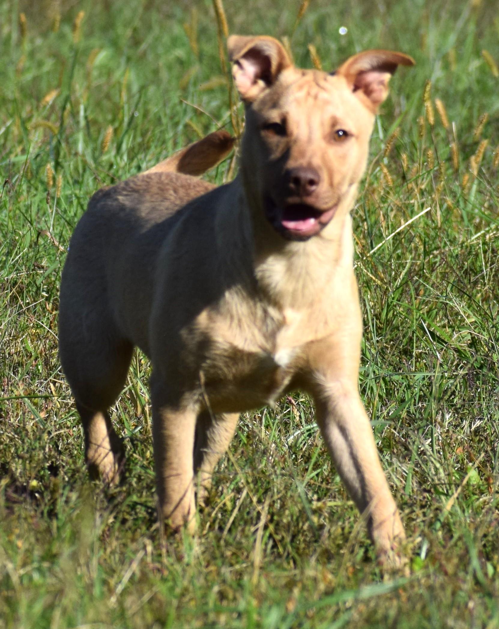 Clarke-Available 10/19 @Petsmart! www.lhar.dog to apply!