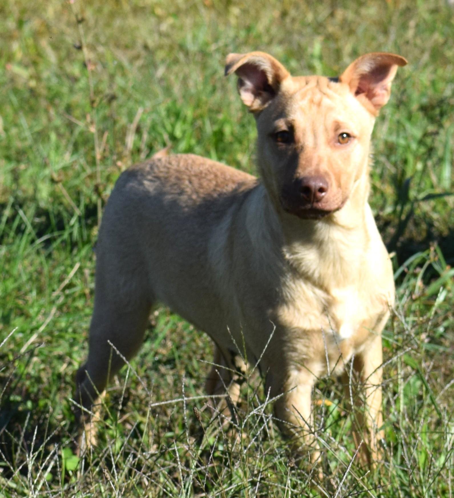 Clarke-Available 10/19 @Petsmart! www.lhar.dog to apply!