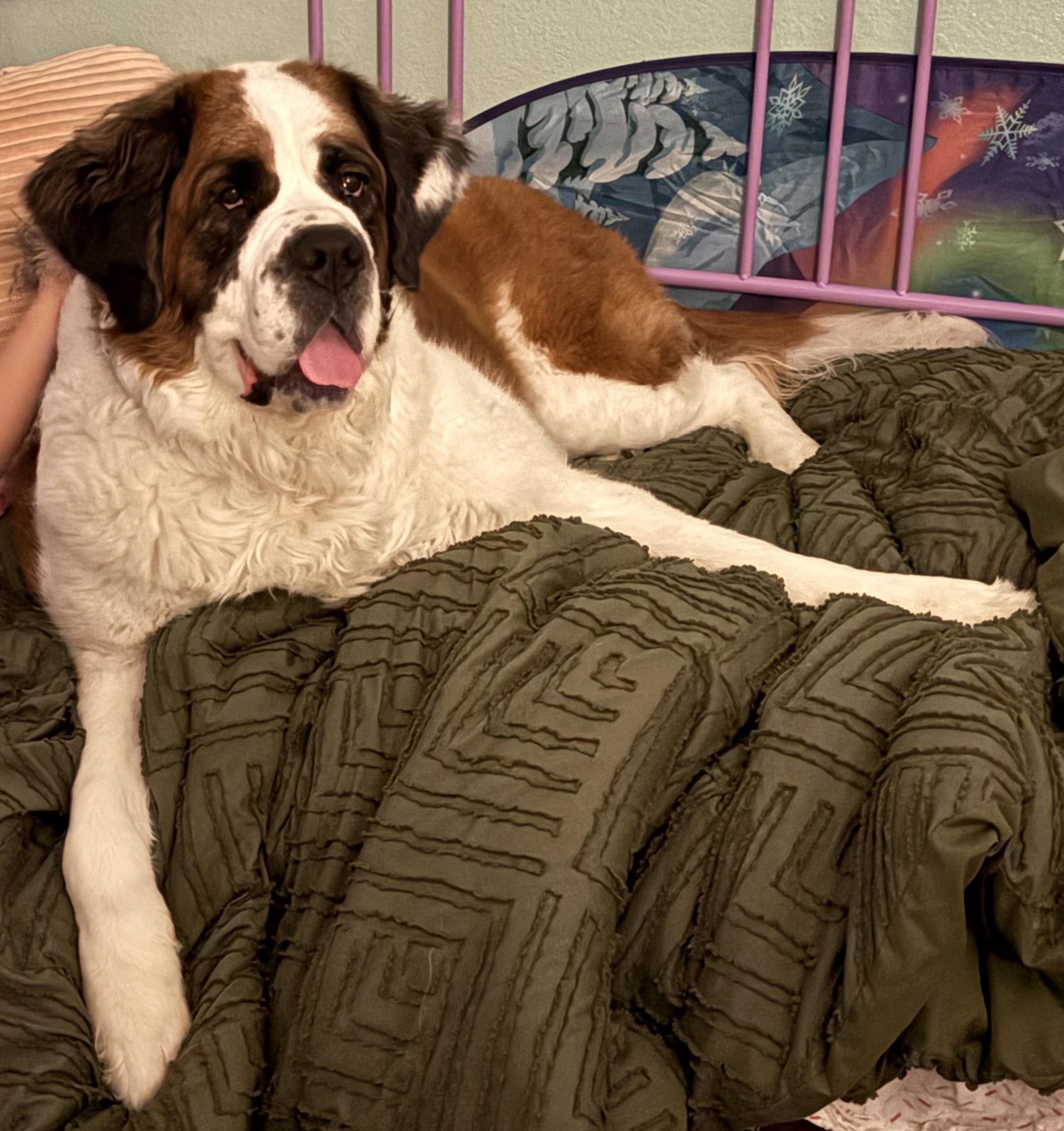 Nana Too, ADOPTABLE, Adult Female Saint Bernard.