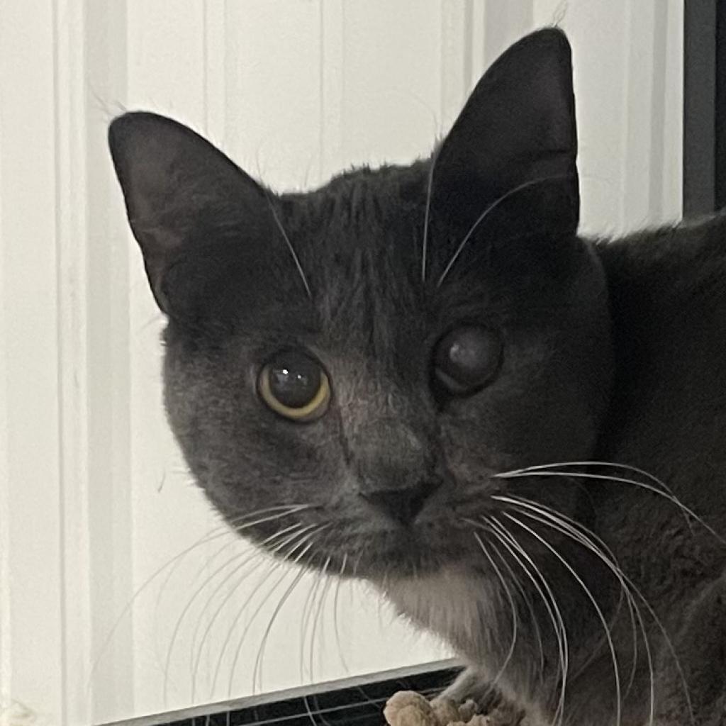 Enlarge Cinderella, a Adoptable Domestic Short Hair in Sheridan, WY image 1/1
