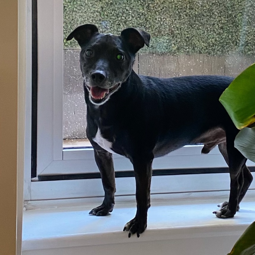 Puppy Hairless Jack Russell Terrier Jack Russells Puppies ShadowSquad