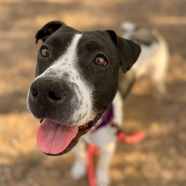 Enlarge SHERRY, a Adoptable mixed breed in Aurora, CO image 1/1