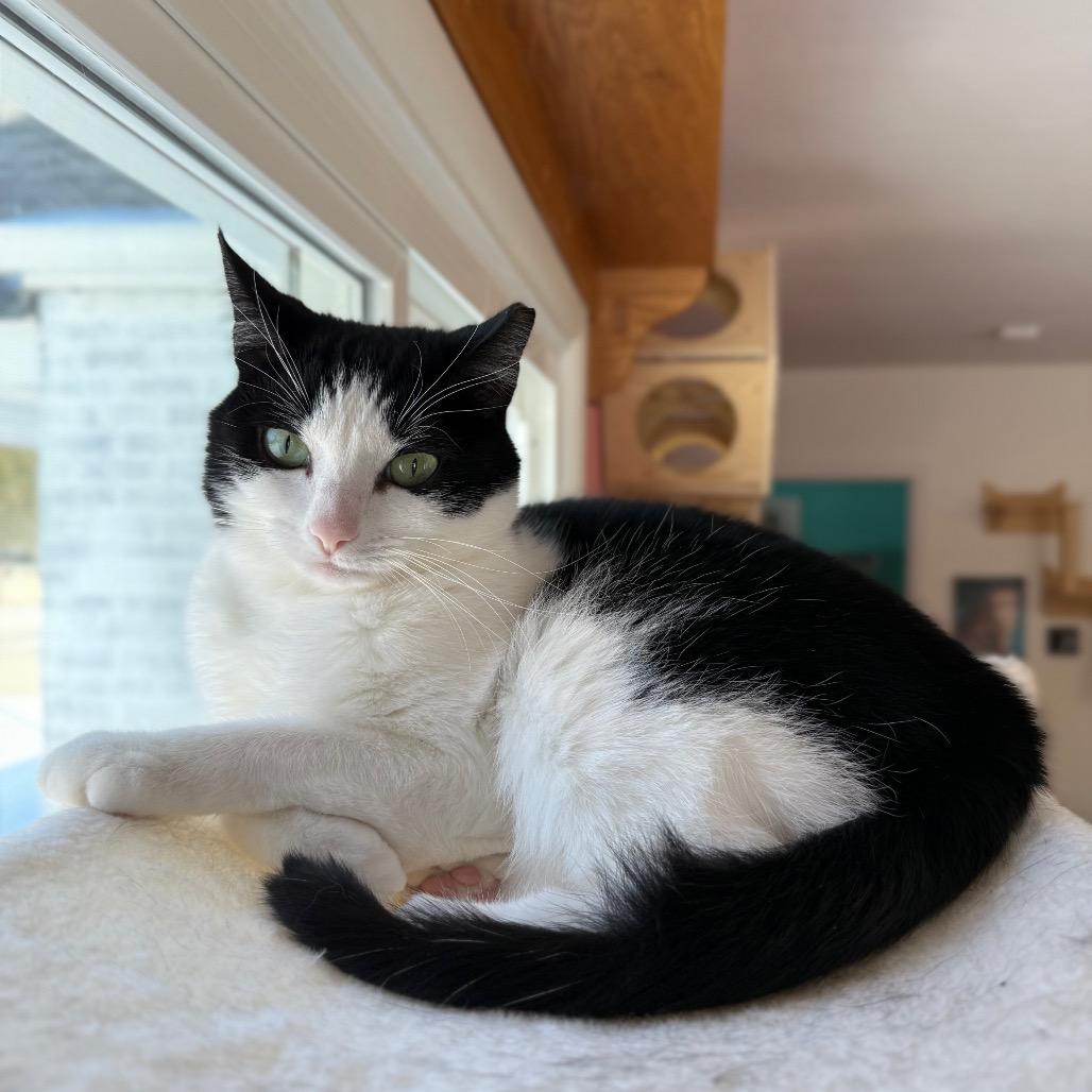 Enlarge Wally, a Adoptable Domestic Short Hair in Granville, OH image 5/6