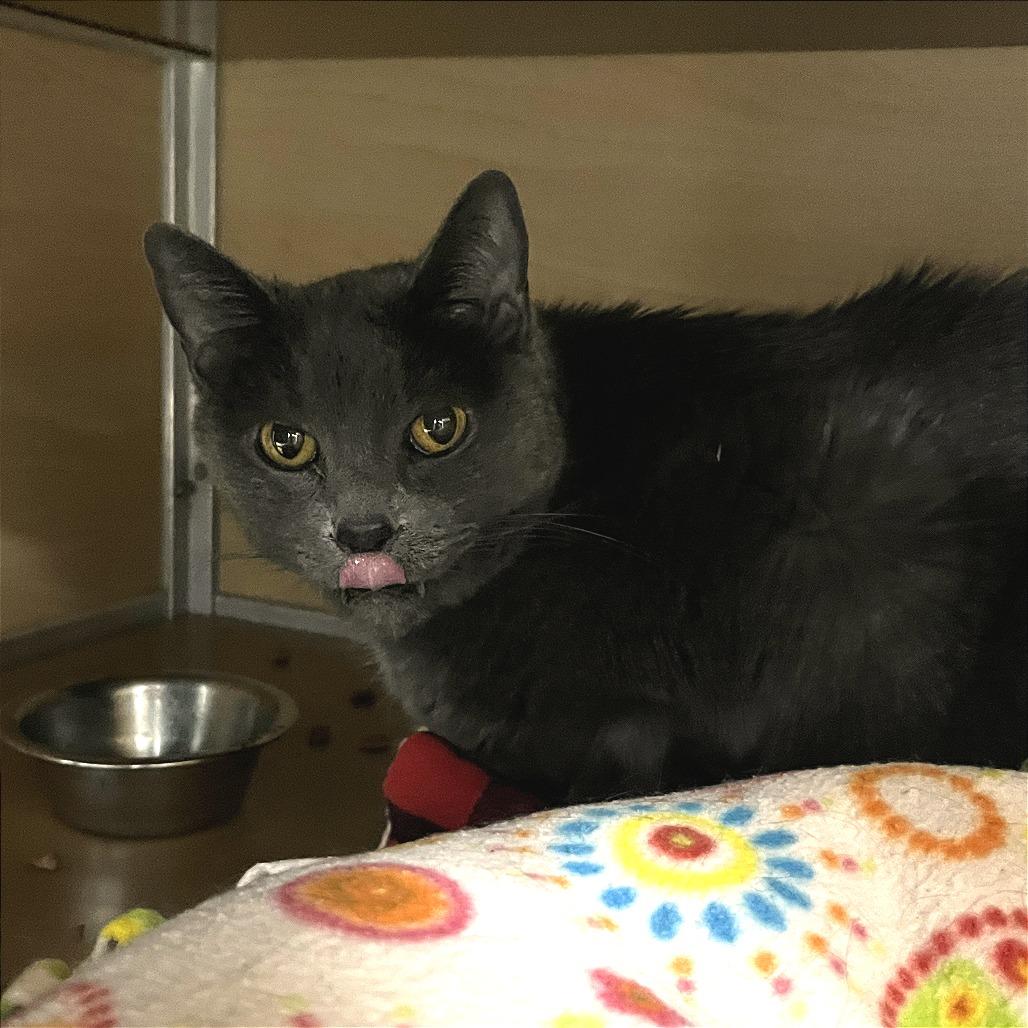 Church, Adoptable, Senior Male Domestic Short Hair.