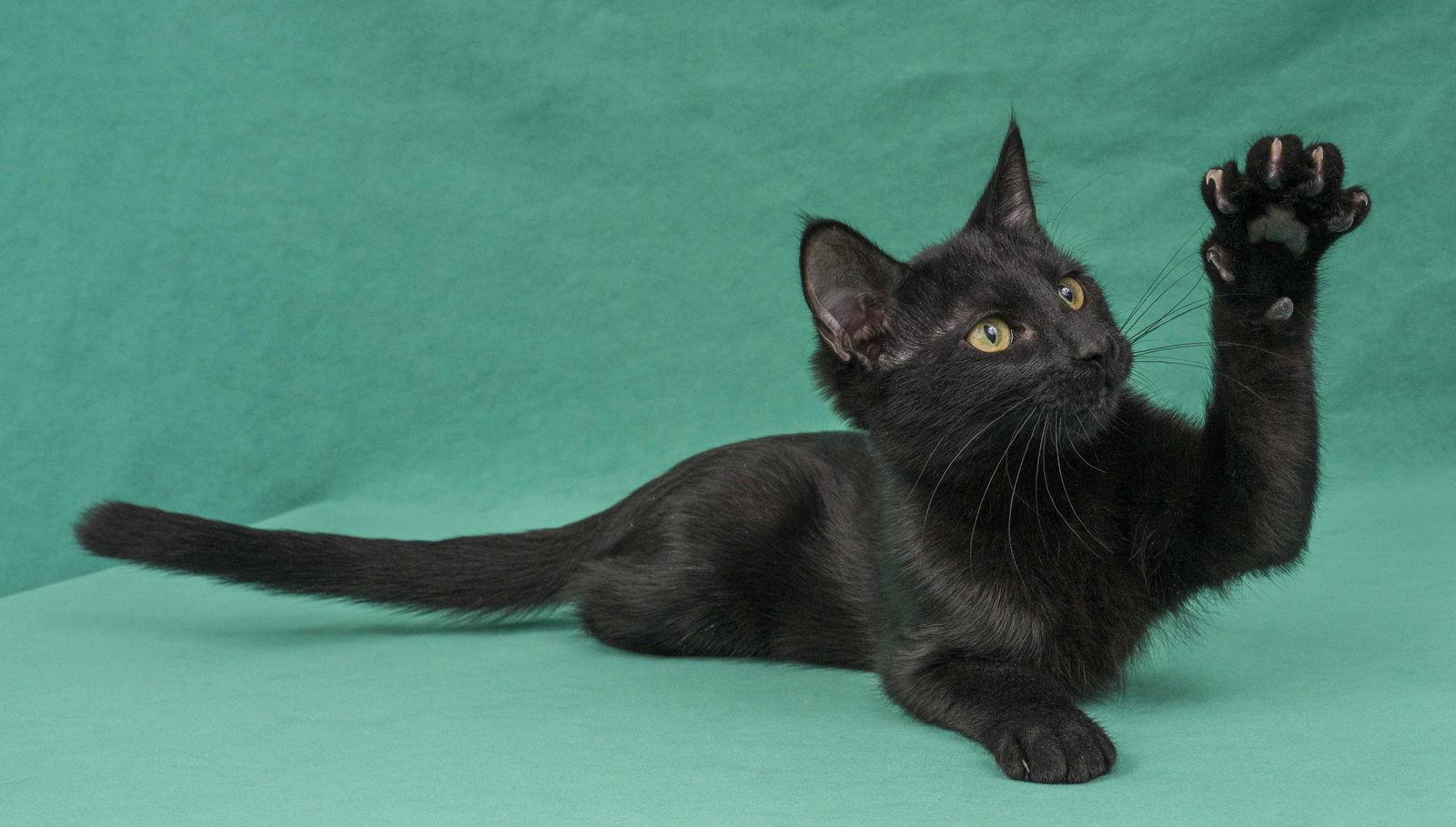 Terni, a Adopted Domestic Short Hair in Davis, CA image 1/3