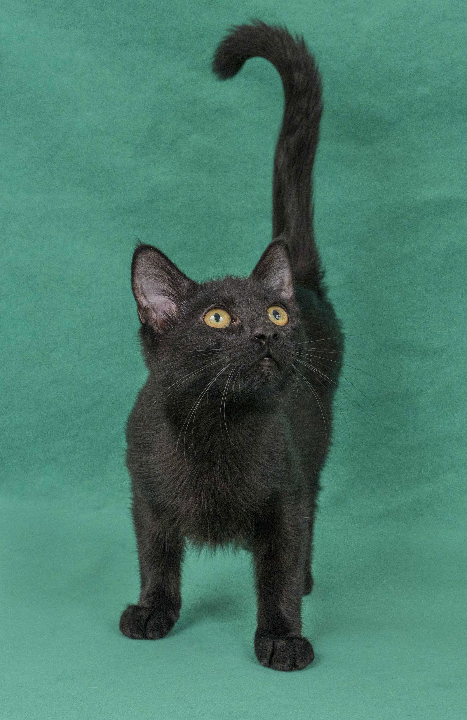 Terni, a Adopted Domestic Short Hair in Davis, CA image 3/3