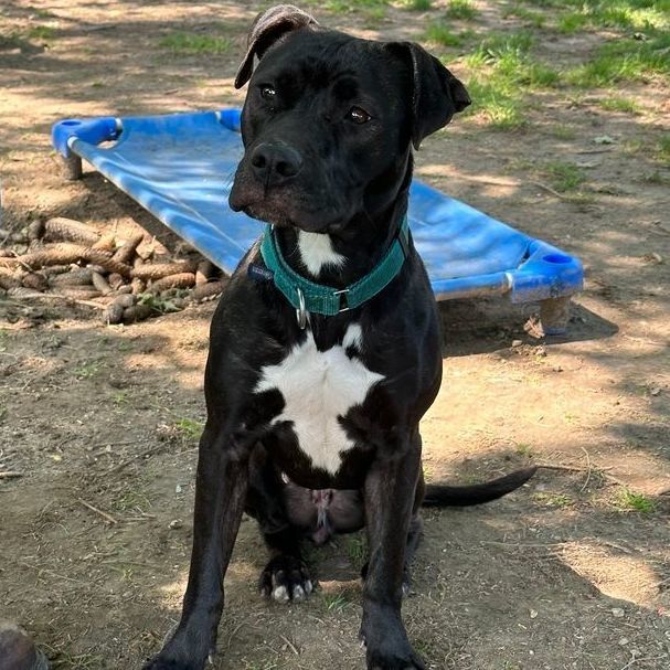 Midnight, a Adoptable mixed breed in Rochester, NY image 2/6