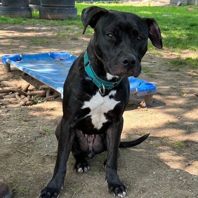 Midnight, a Adoptable mixed breed in Rochester, NY image 3/6