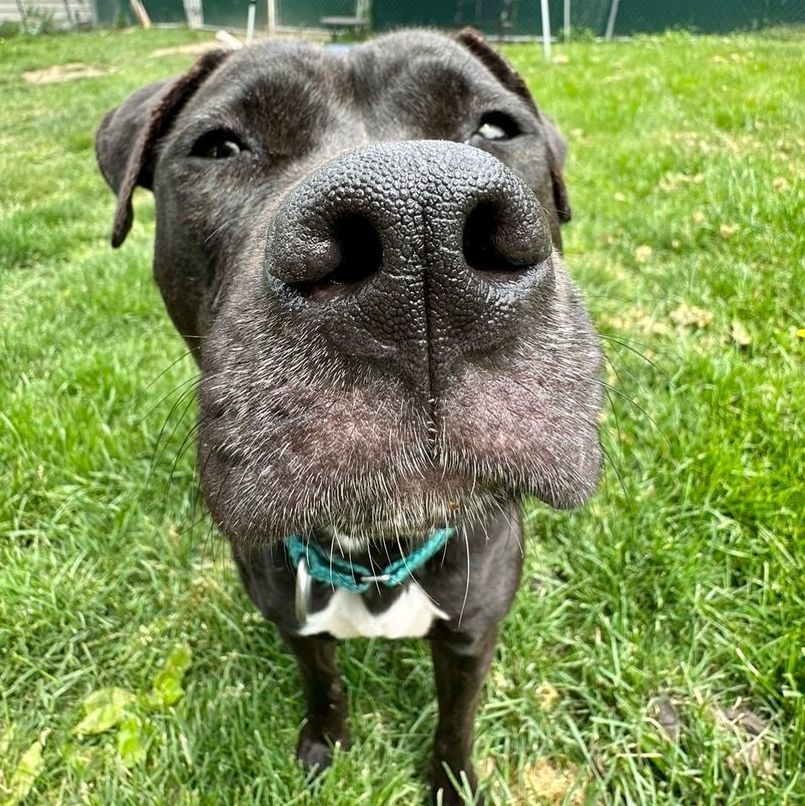 Midnight, a Adoptable mixed breed in Rochester, NY image 4/6