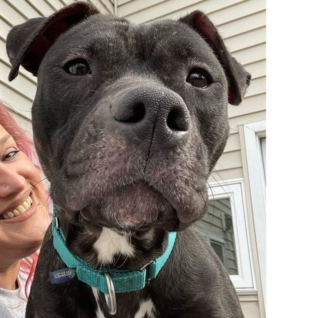 Midnight, a Adoptable mixed breed in Rochester, NY image 5/6