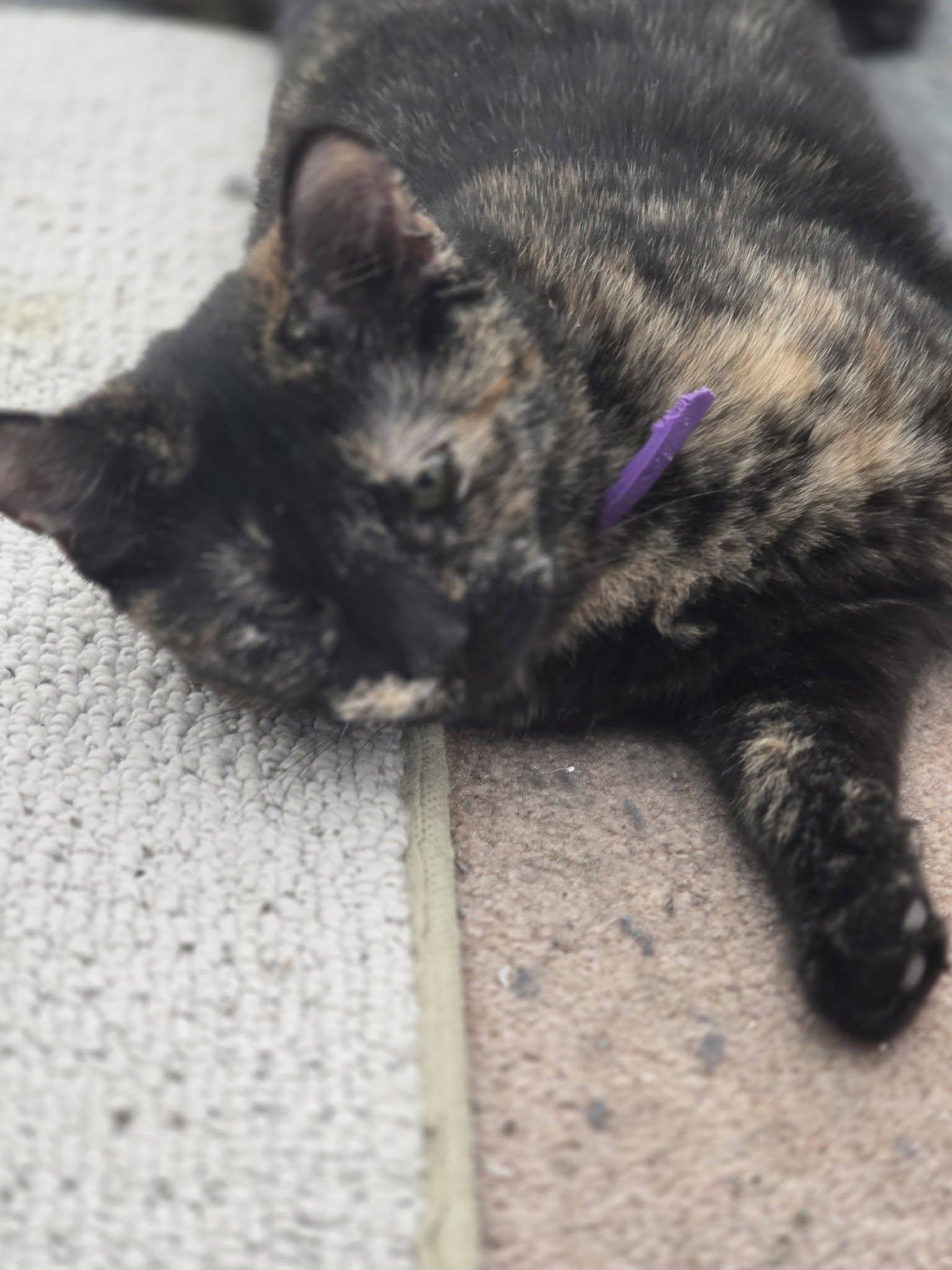 Enlarge Hazelnut, a Adoptable Domestic Short Hair in Rochester, NY image 1/2