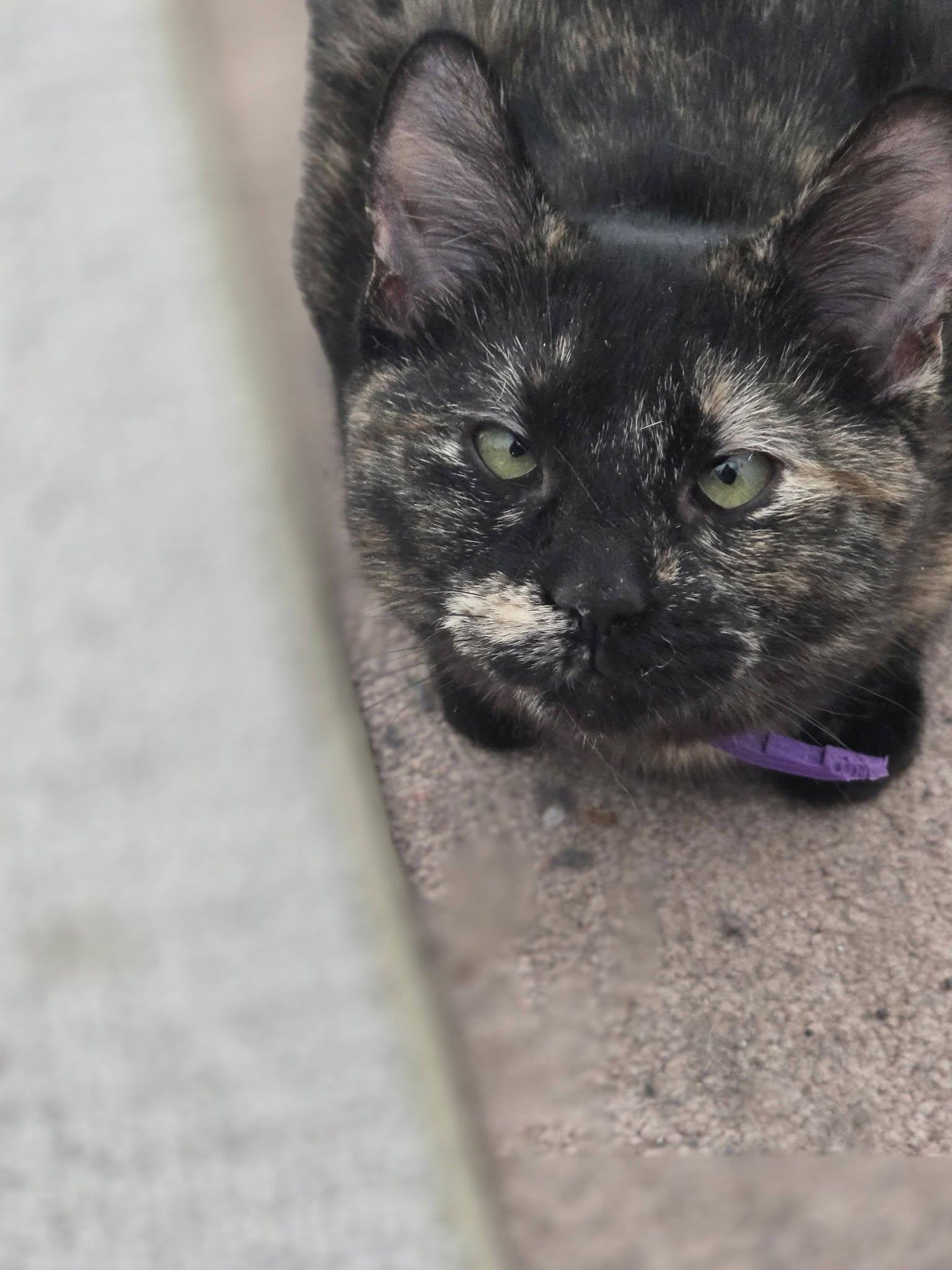 Enlarge Hazelnut, a Adoptable Domestic Short Hair in Rochester, NY image 2/2