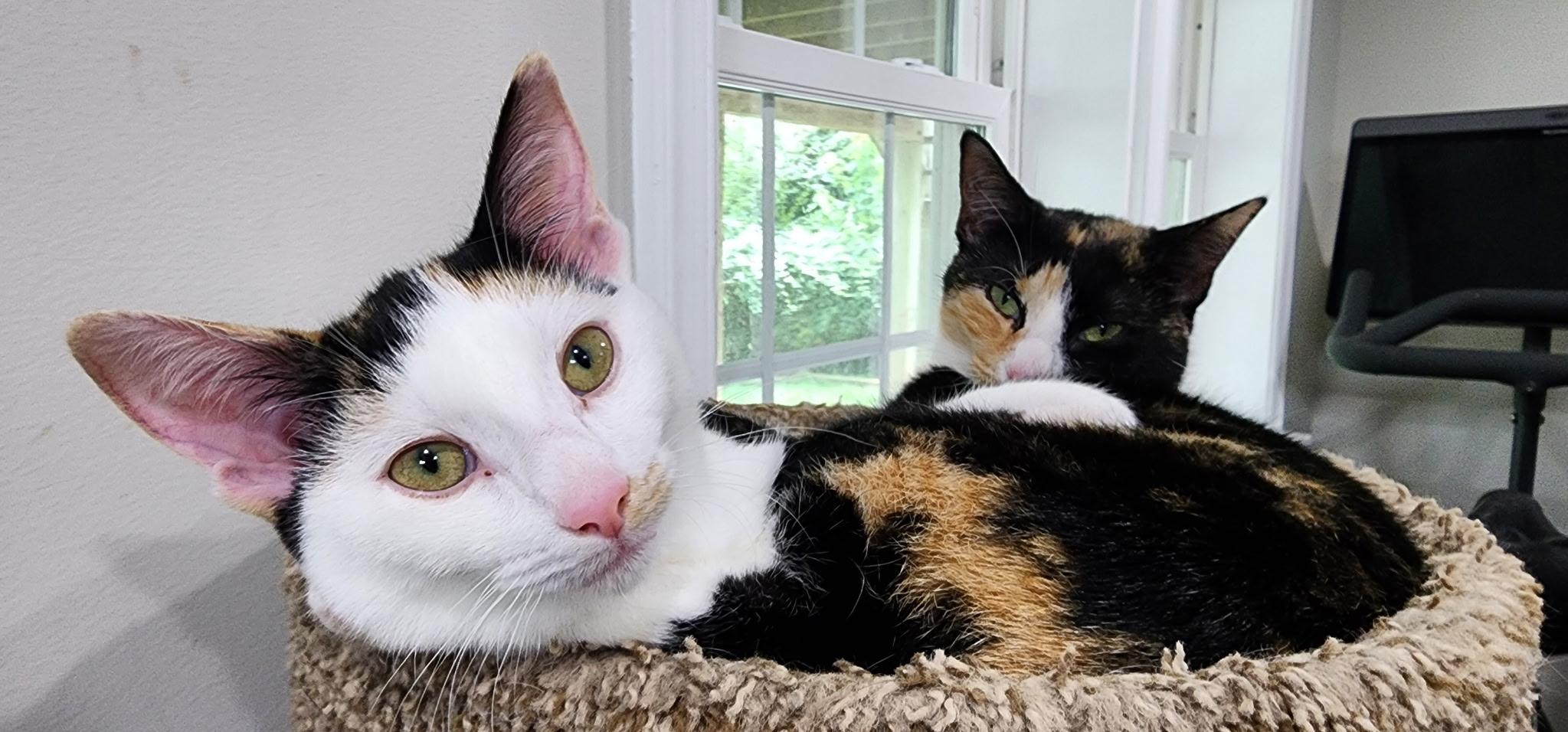 Enlarge Scarlet & Larkin - a bonded pair - momma and her mini me, a Adoptable Domestic Short Hair in MANASSAS, VA image 1/6
