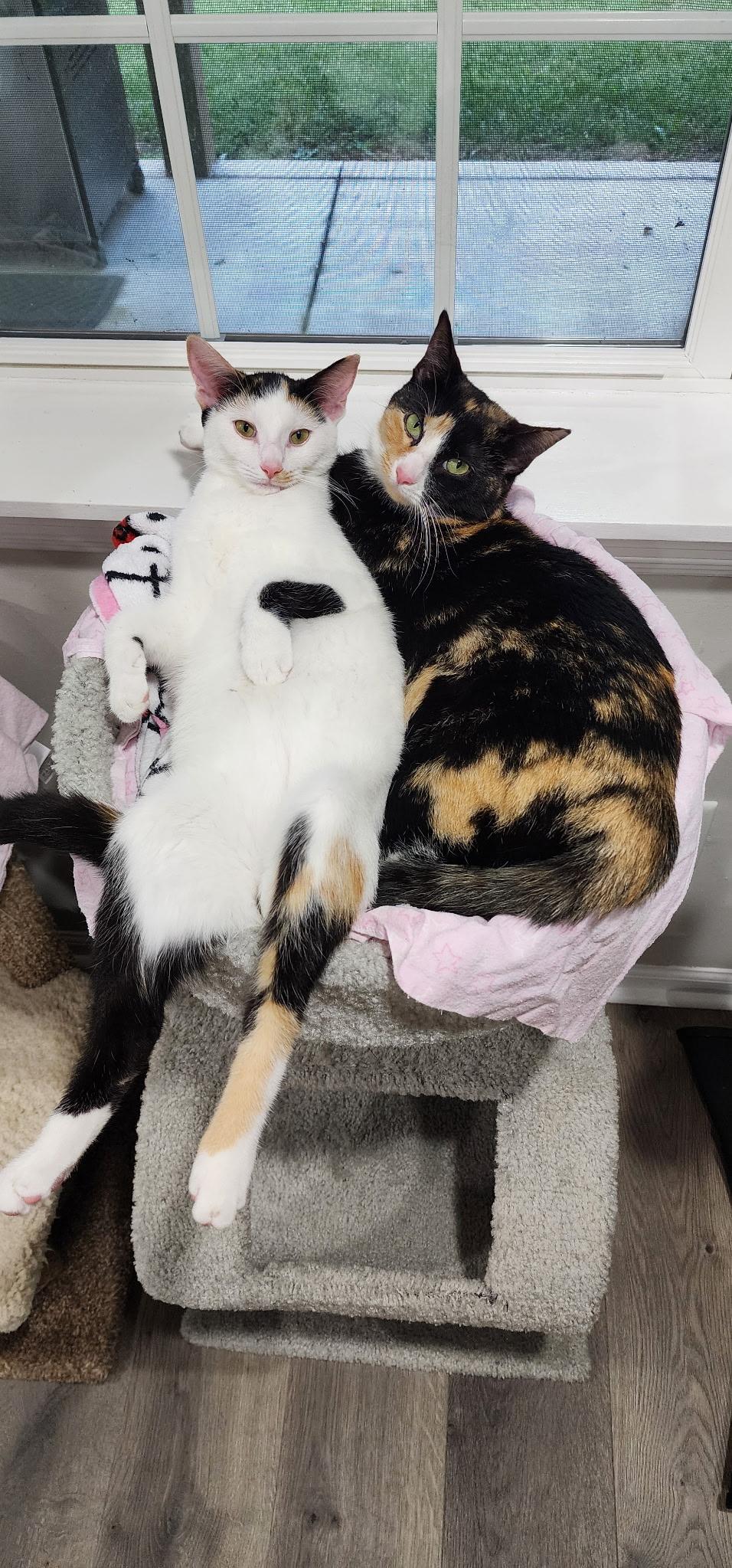 Enlarge Scarlet & Larkin - a bonded pair - momma and her mini me, a Adoptable Domestic Short Hair in MANASSAS, VA image 6/6