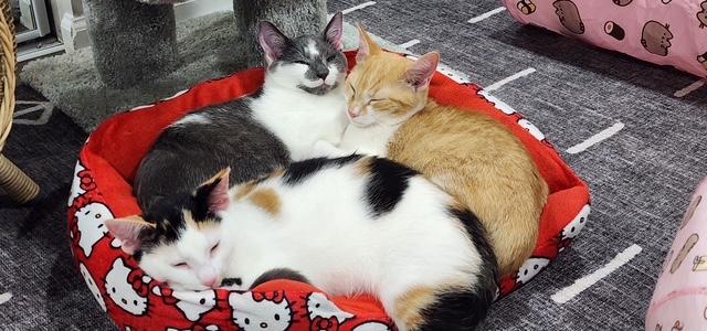 Enlarge Scarlet & Larkin - a bonded pair - momma and her mini me, a Adoptable Domestic Short Hair in MANASSAS, VA image 5/6