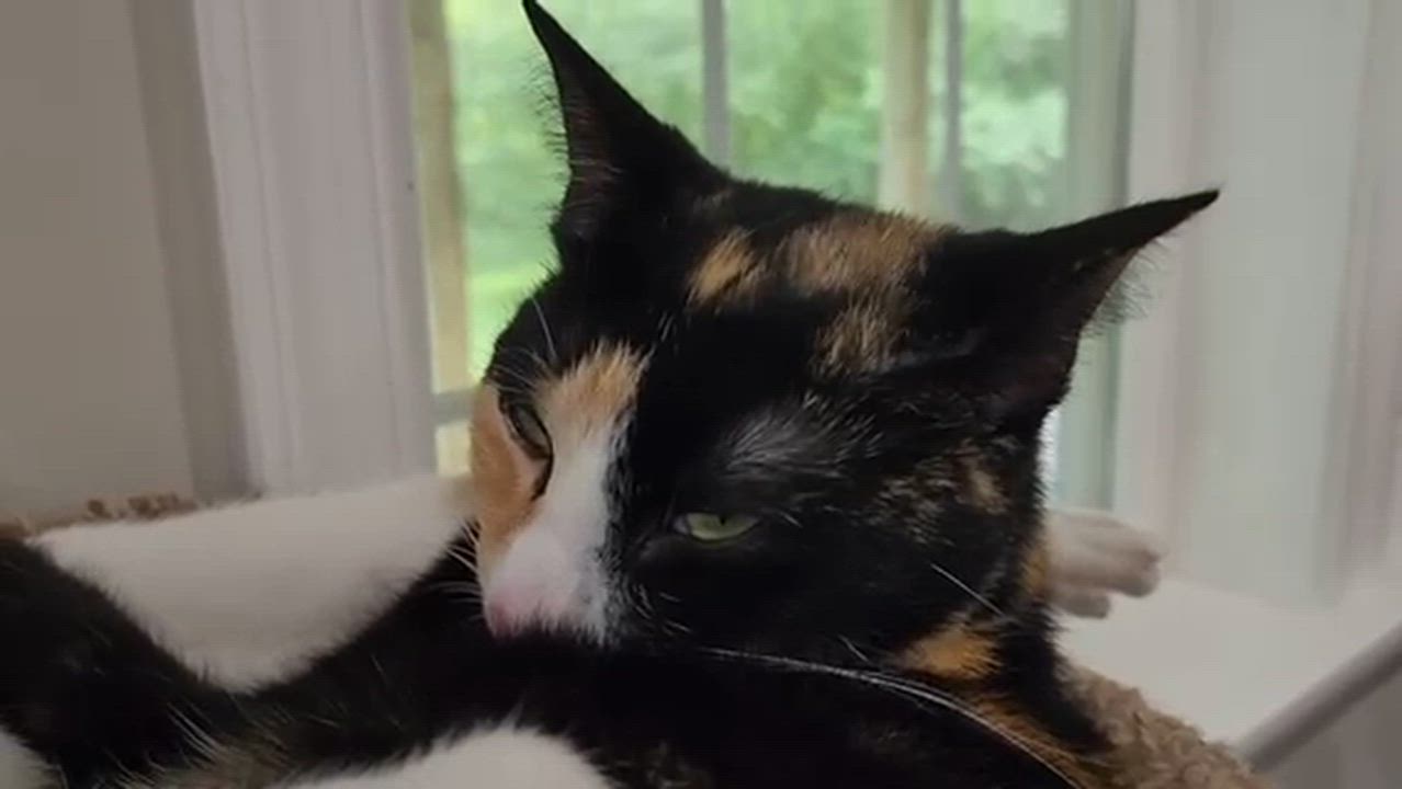 Enlarge Scarlet & Larkin - a bonded pair - momma and her mini me, a Adoptable Domestic Short Hair in MANASSAS, VA video 2/6