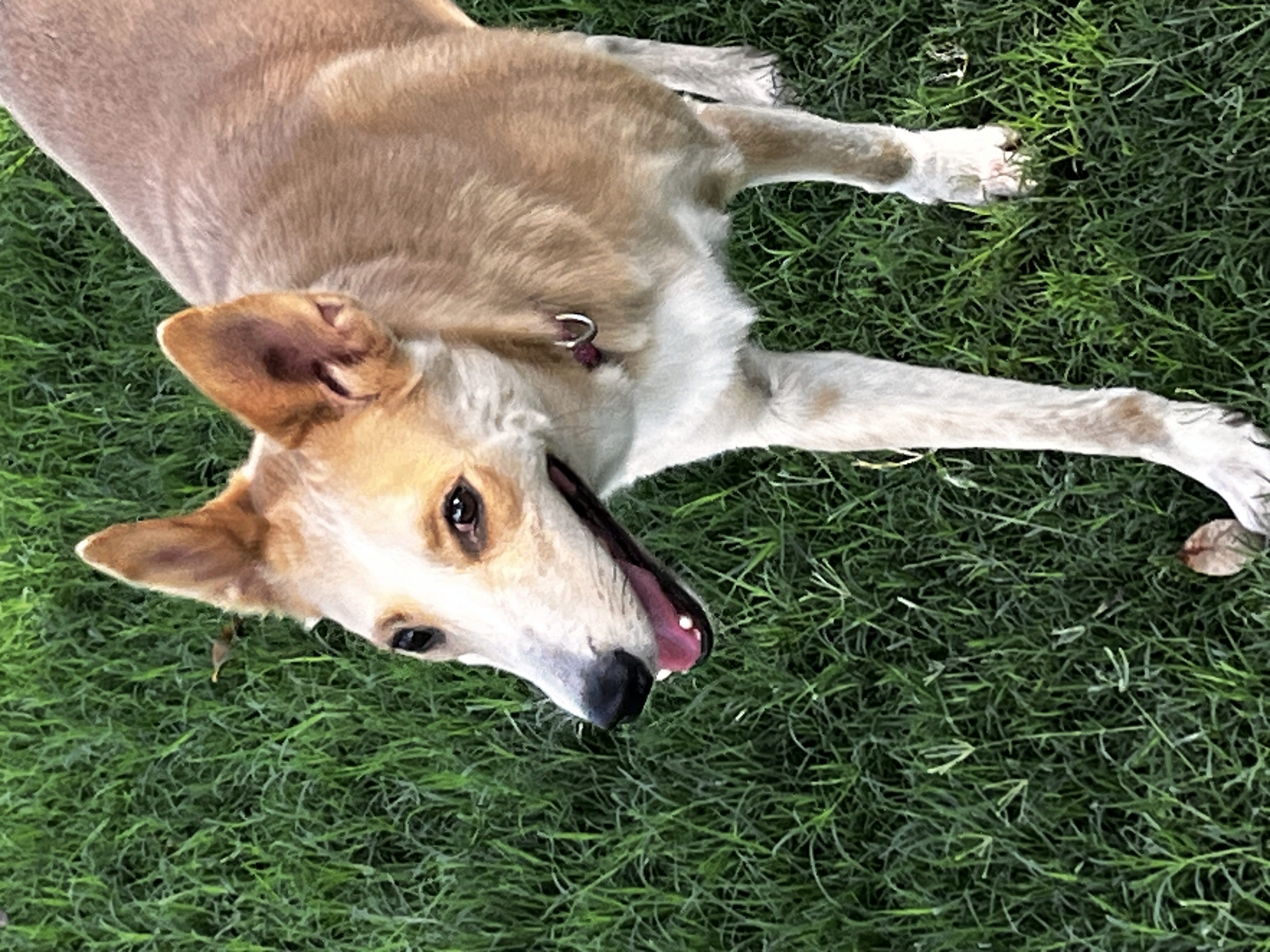 Reese, an adoptable Collie, Yellow Labrador Retriever in Gilbert, AZ, 85234 | Photo Image 1