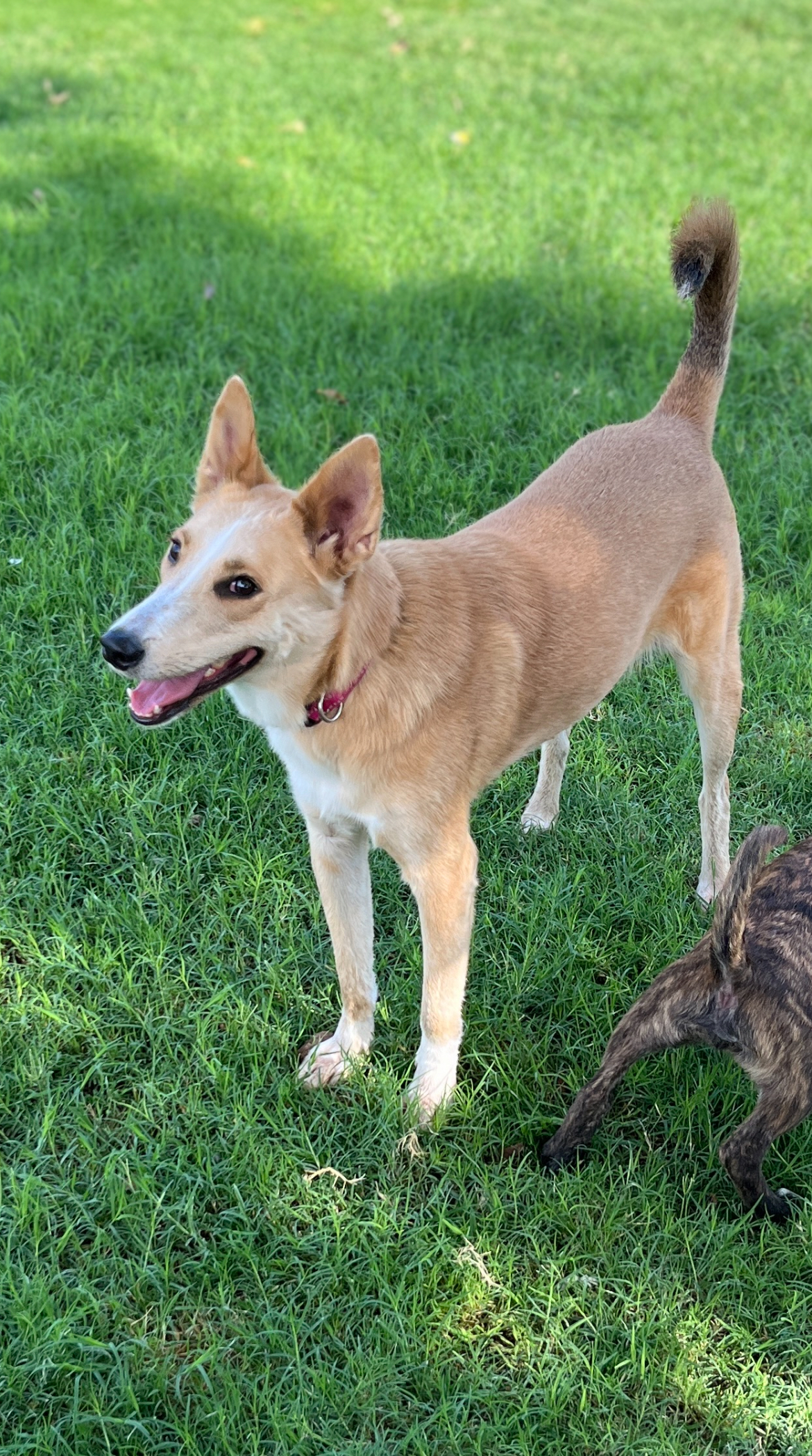 Reese, an adoptable Collie, Yellow Labrador Retriever in Gilbert, AZ, 85234 | Photo Image 2