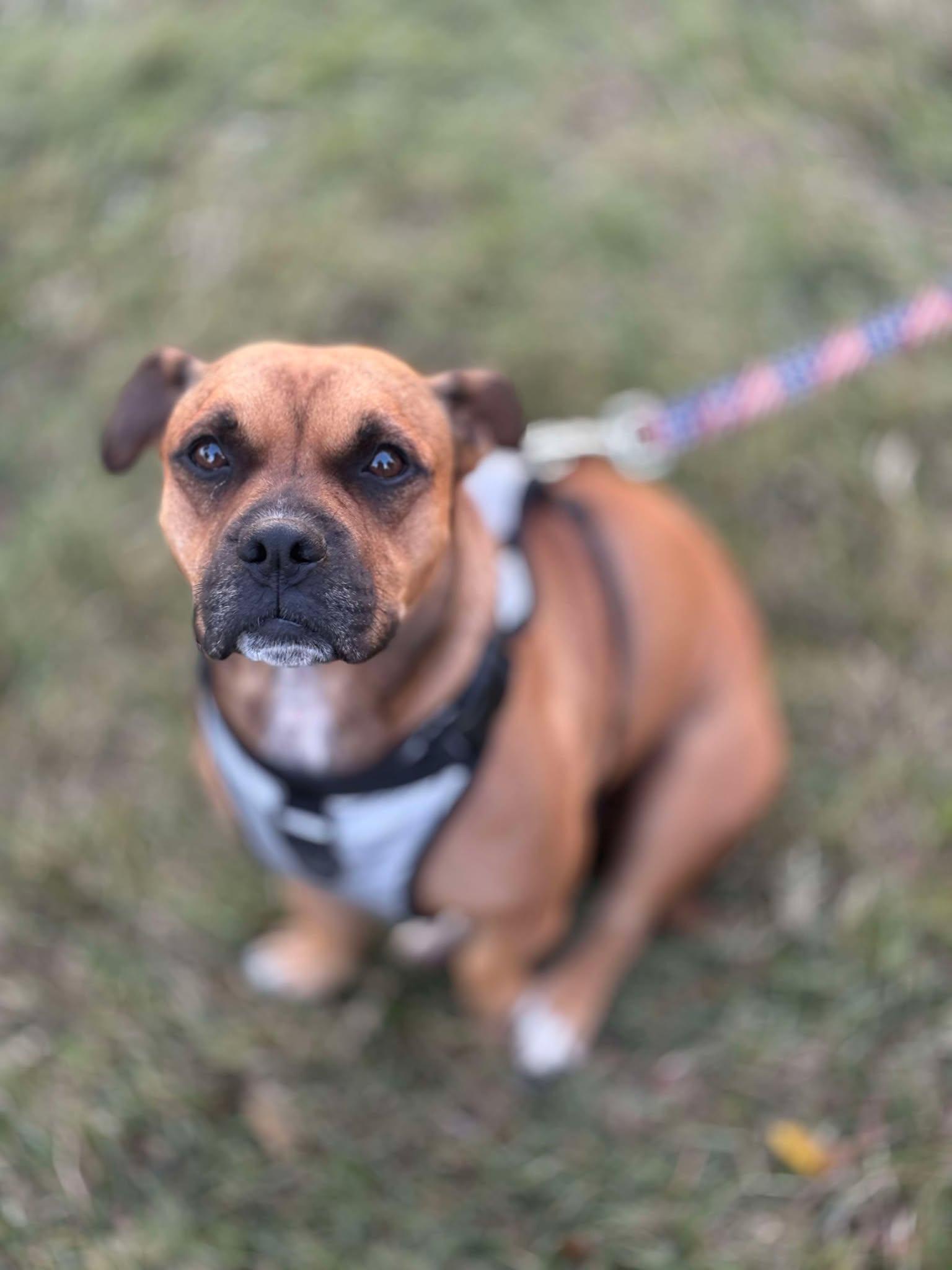 Max, Adopted, Adult Male Staffordshire Bull Terrier.