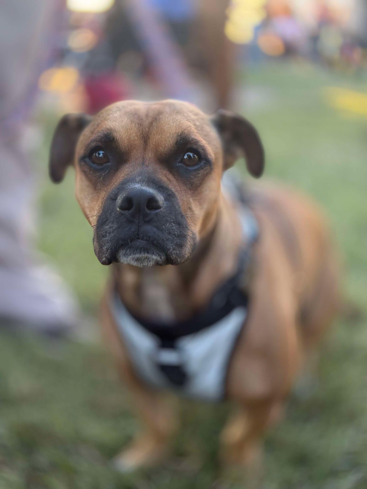 Enlarge Max, a Adopted Staffordshire Bull Terrier in Visalia, CA image 2/3