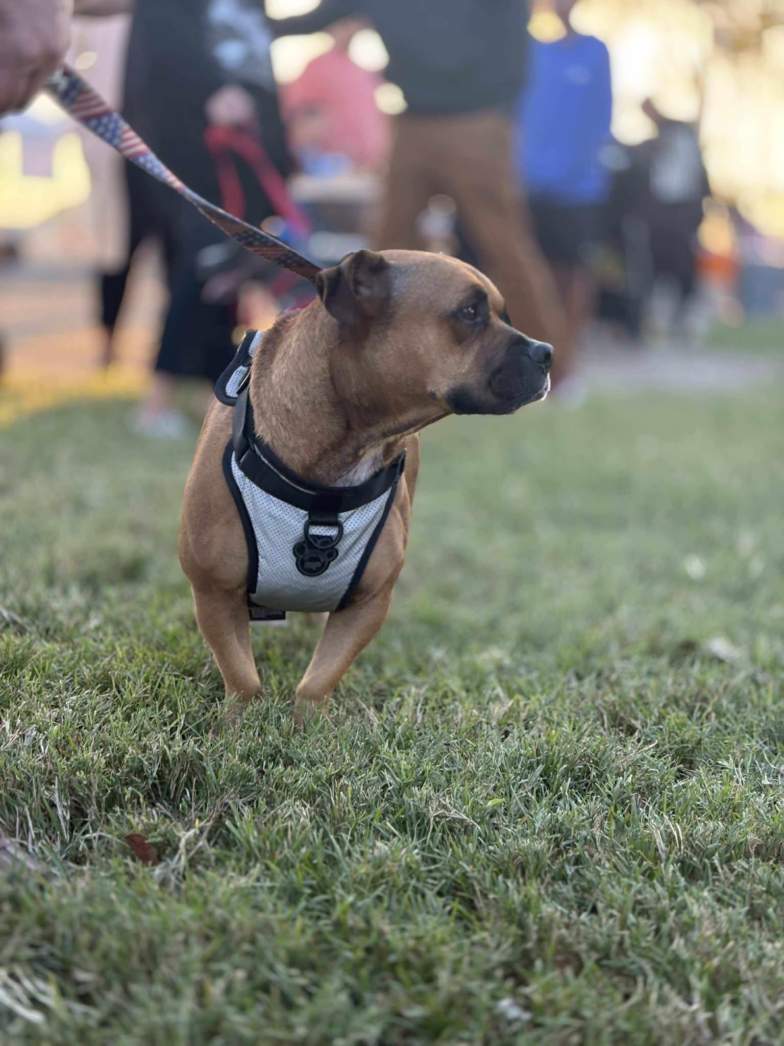 Enlarge Max, a Adopted Staffordshire Bull Terrier in Visalia, CA image 3/3