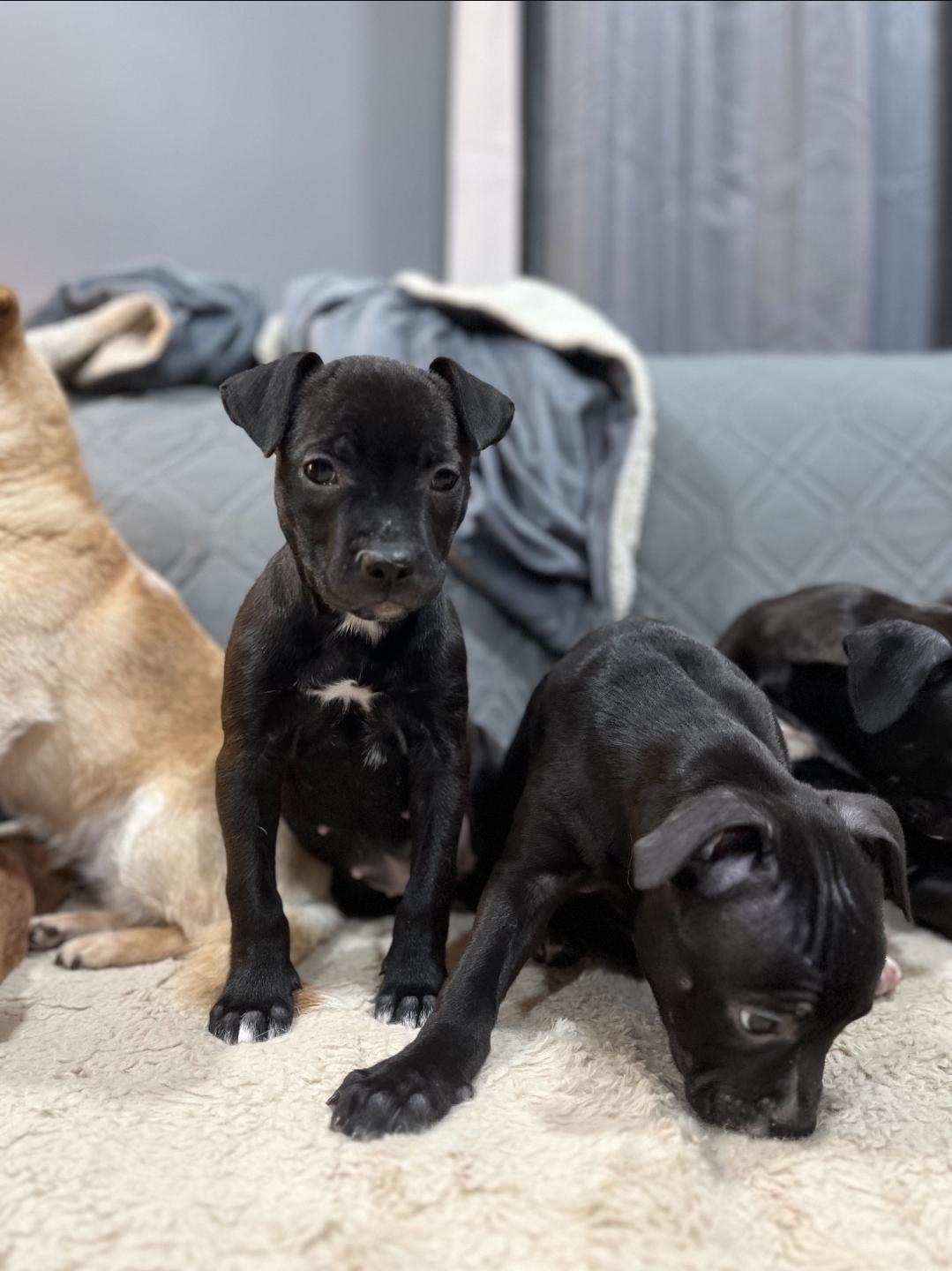 Arwen, Adoptable, Puppy Female Labrador Retriever & Mixed Breed.