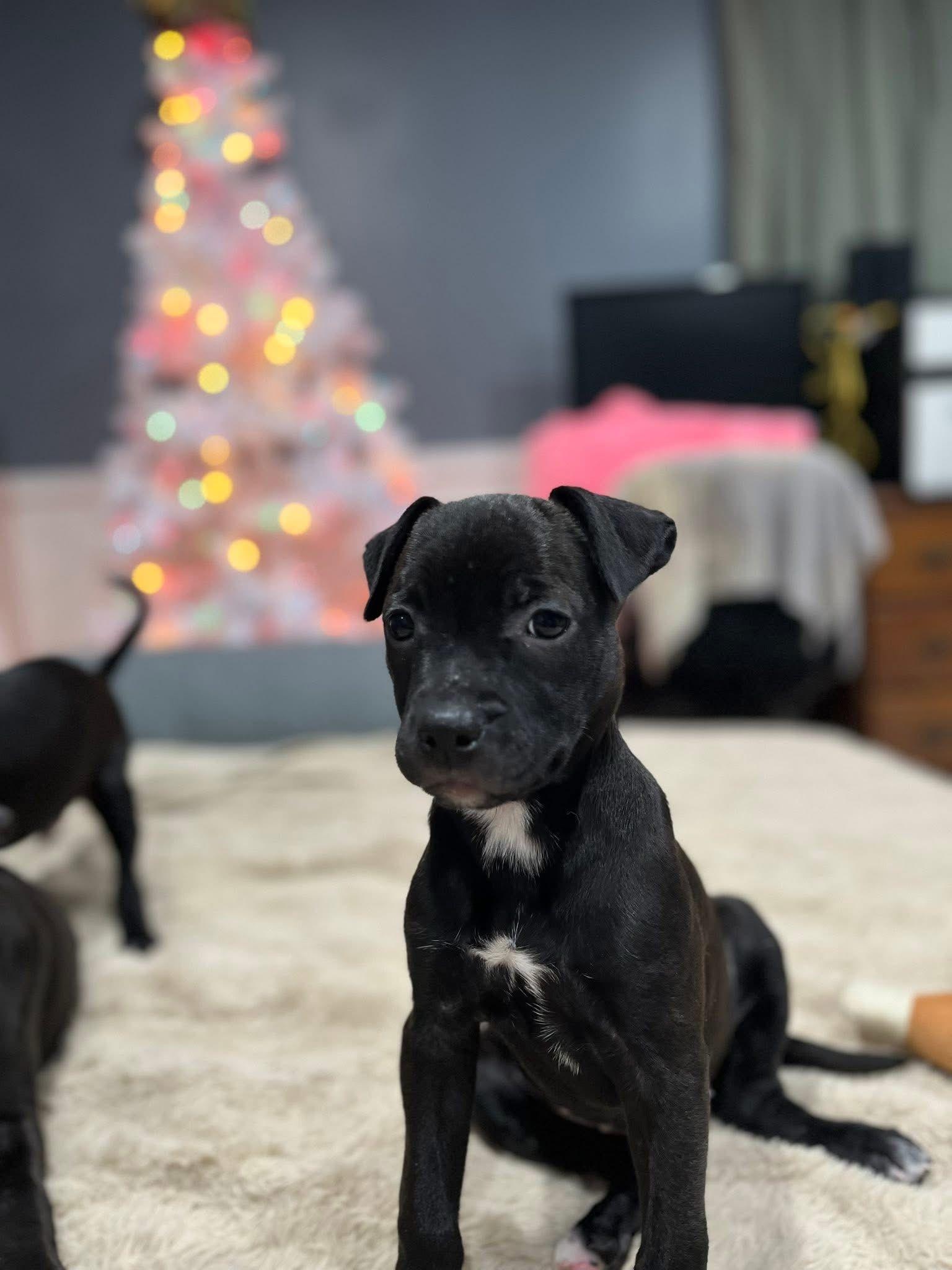 Arwen, a Adoptable mixed breed in Plain City, OH image 2/6