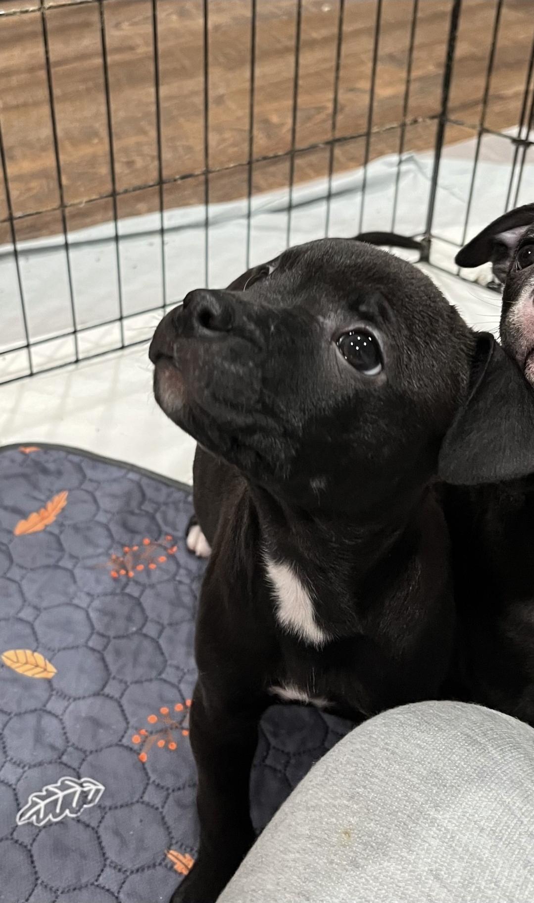 Arwen, a Adoptable mixed breed in Plain City, OH image 3/6