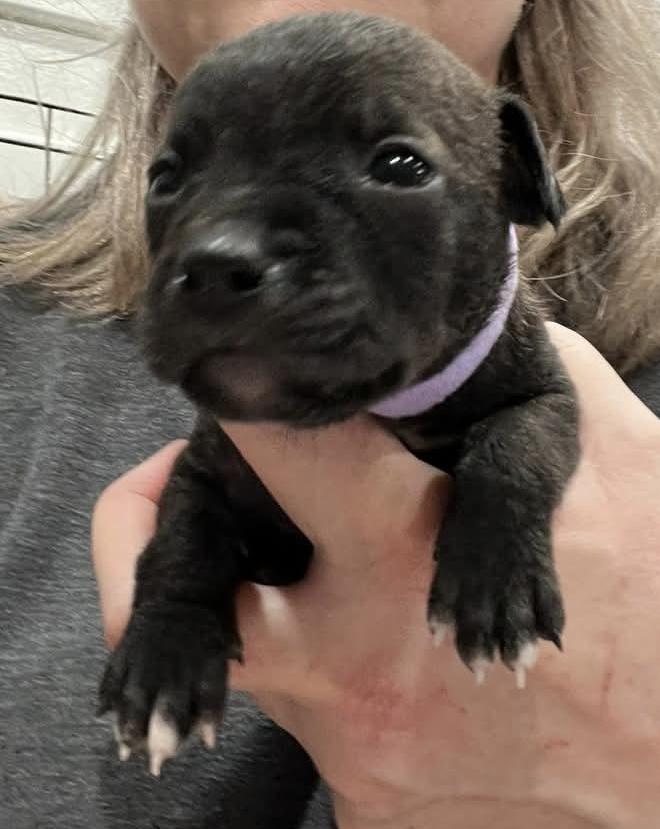 Arwen, a Adoptable mixed breed in Plain City, OH image 6/6