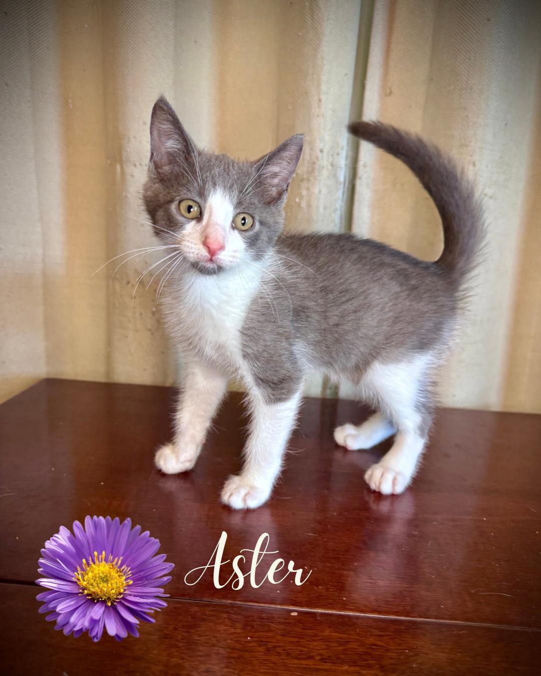 Aster, ADOPTABLE, Kitten Male Domestic Short Hair.
