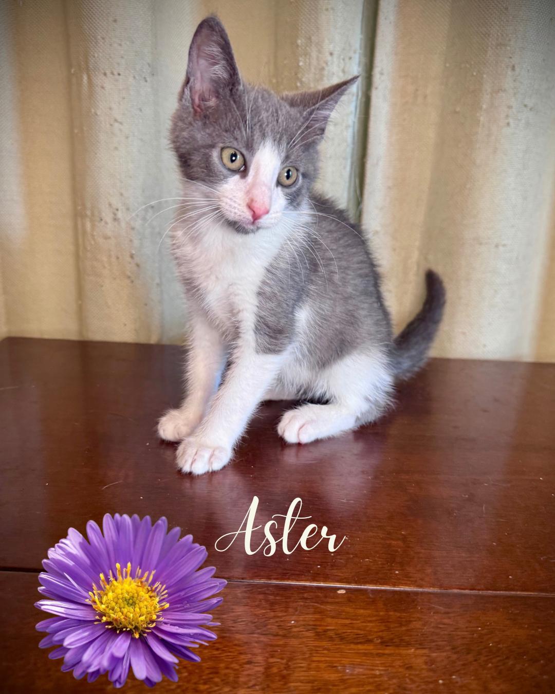 Enlarge Aster, a ADOPTABLE Domestic Short Hair in Avoca, PA image 2/2
