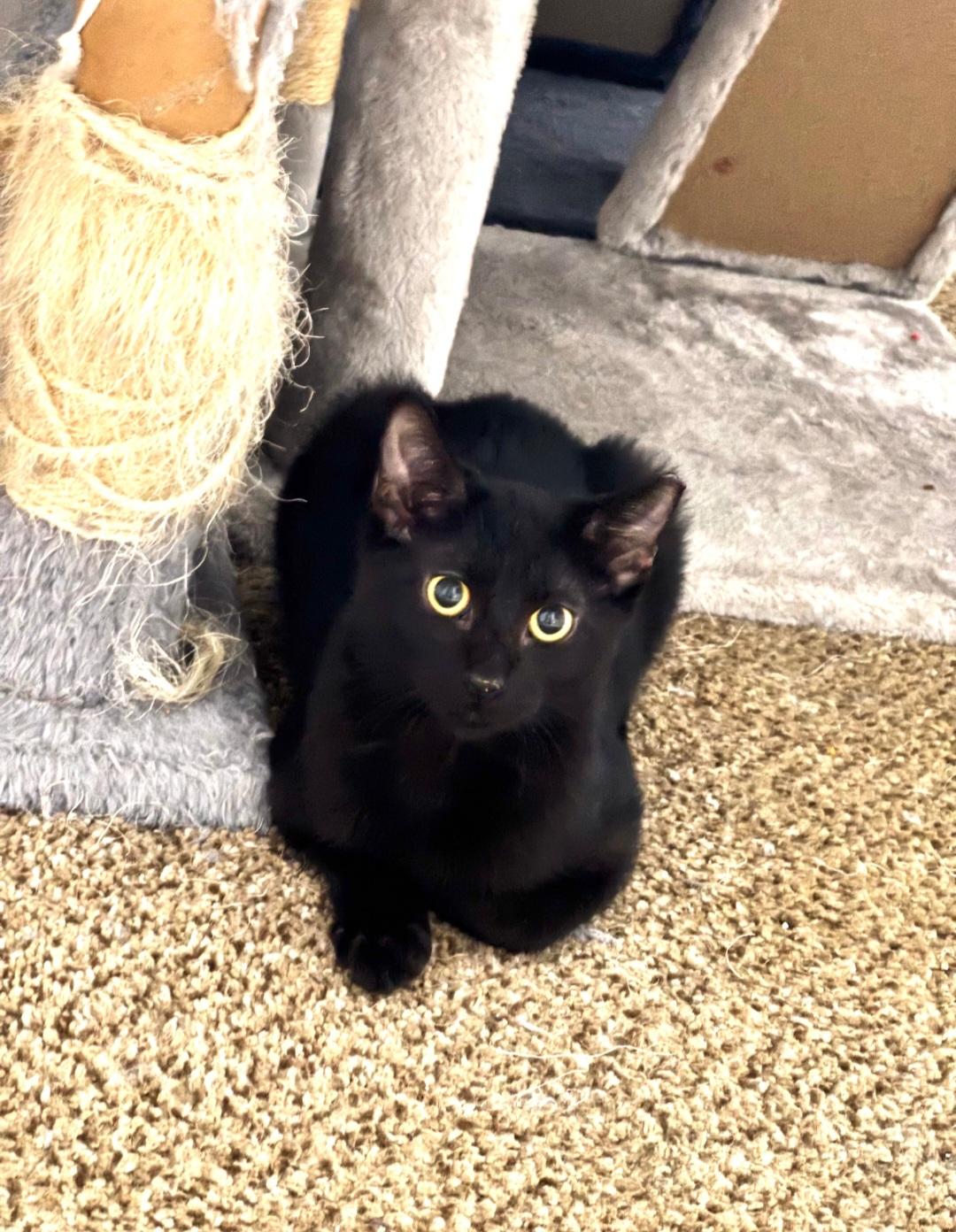 Enlarge Ghost and Shadow, a Adoptable Domestic Short Hair in Clayton, NJ image 2/2