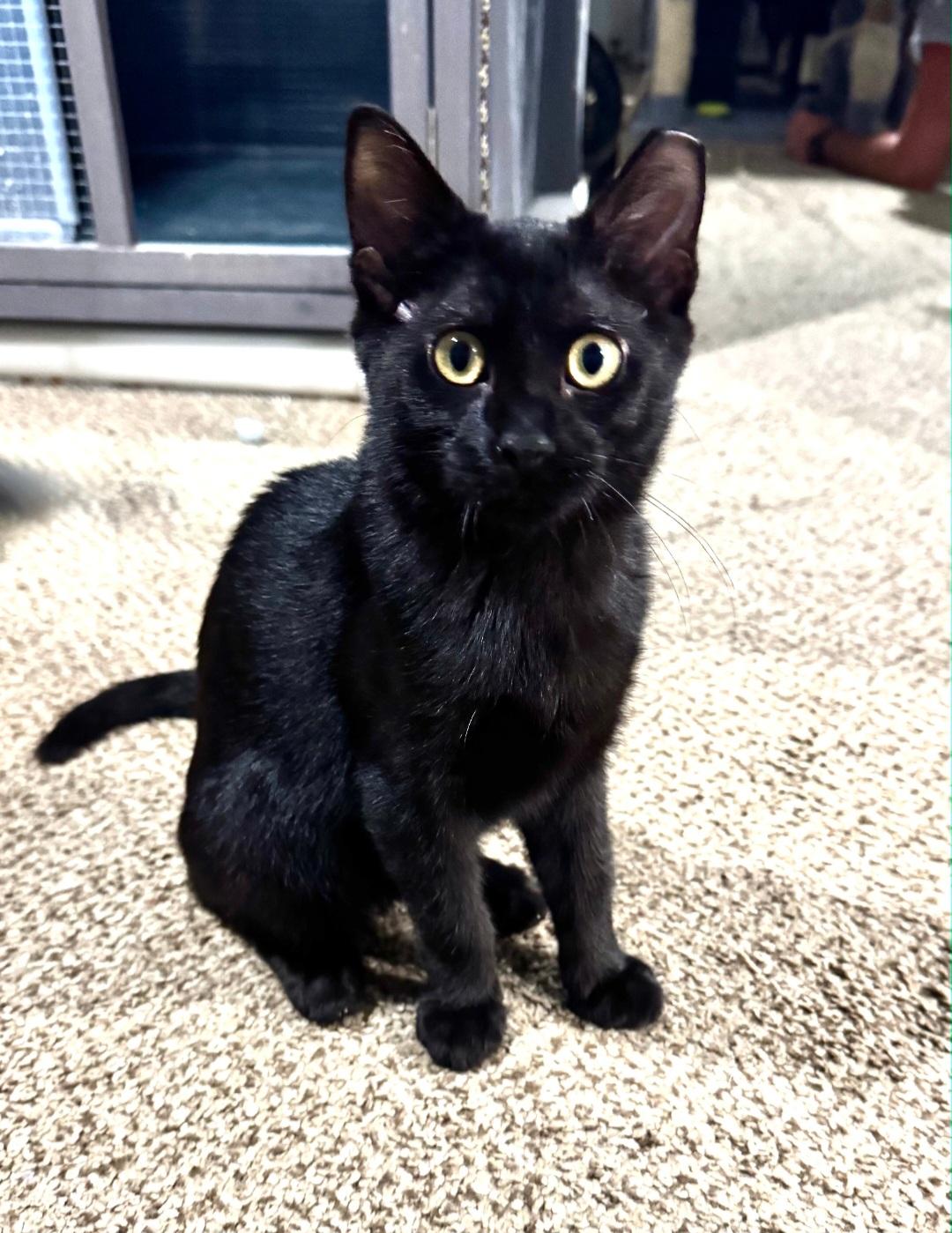 Ghost and Shadow, Adoptable, Kitten Male Domestic Short Hair.