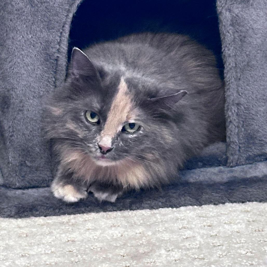 Goldie C3528, Adoptable, Adult Female Domestic Long Hair & Domestic Short Hair.
