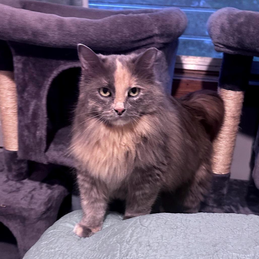 Goldie C3528, Adoptable, Adult Female Domestic Long Hair & Domestic Short Hair.