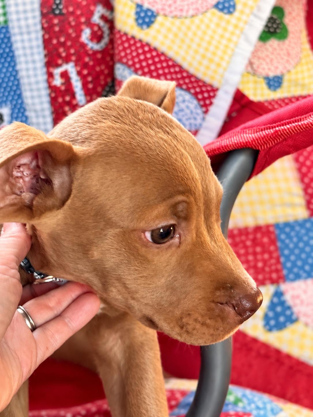 Enlarge Ransom West, a Adoptable mixed breed in Woburn, MA image 2/5