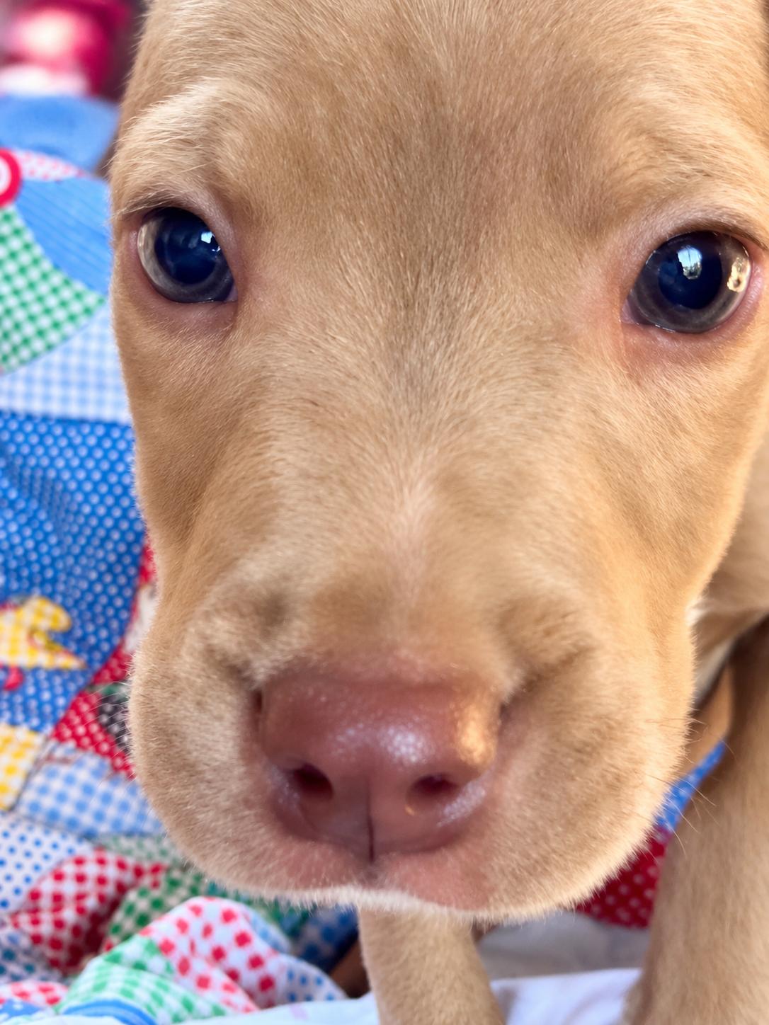 Enlarge Ransom West, a Adoptable mixed breed in Woburn, MA image 3/5