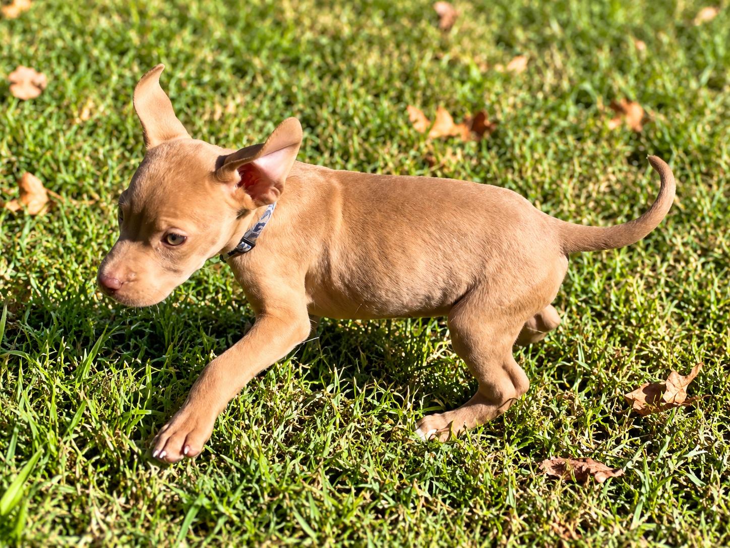 Enlarge Ransom West, a Adoptable mixed breed in Woburn, MA image 5/5