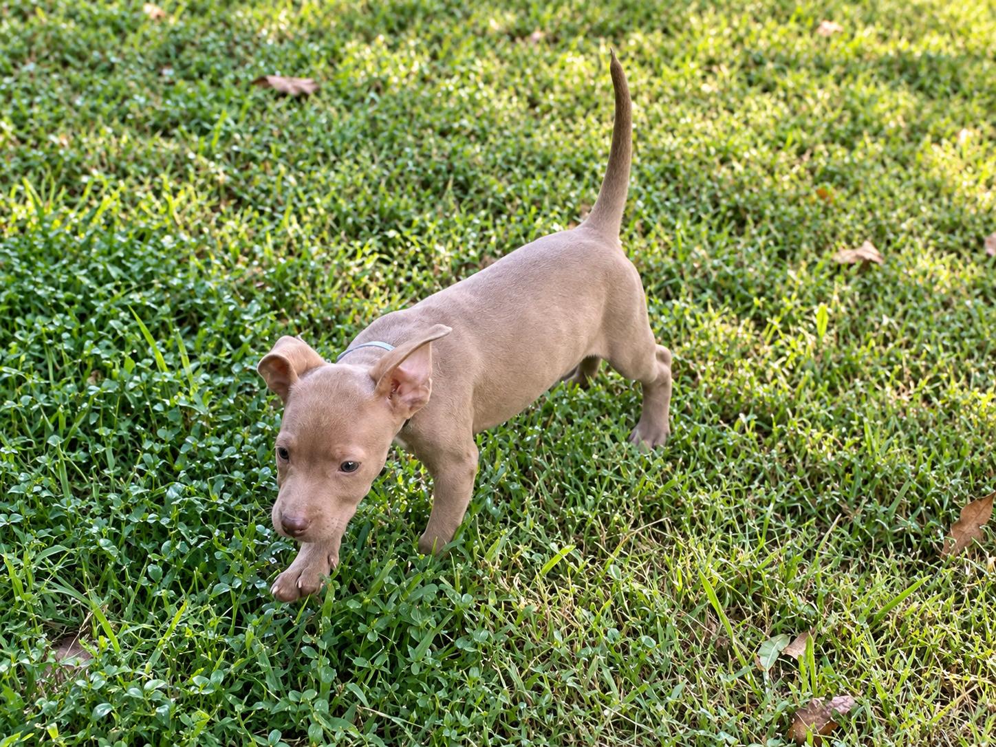 Enlarge Ransom West, a Adoptable mixed breed in Woburn, MA image 4/5