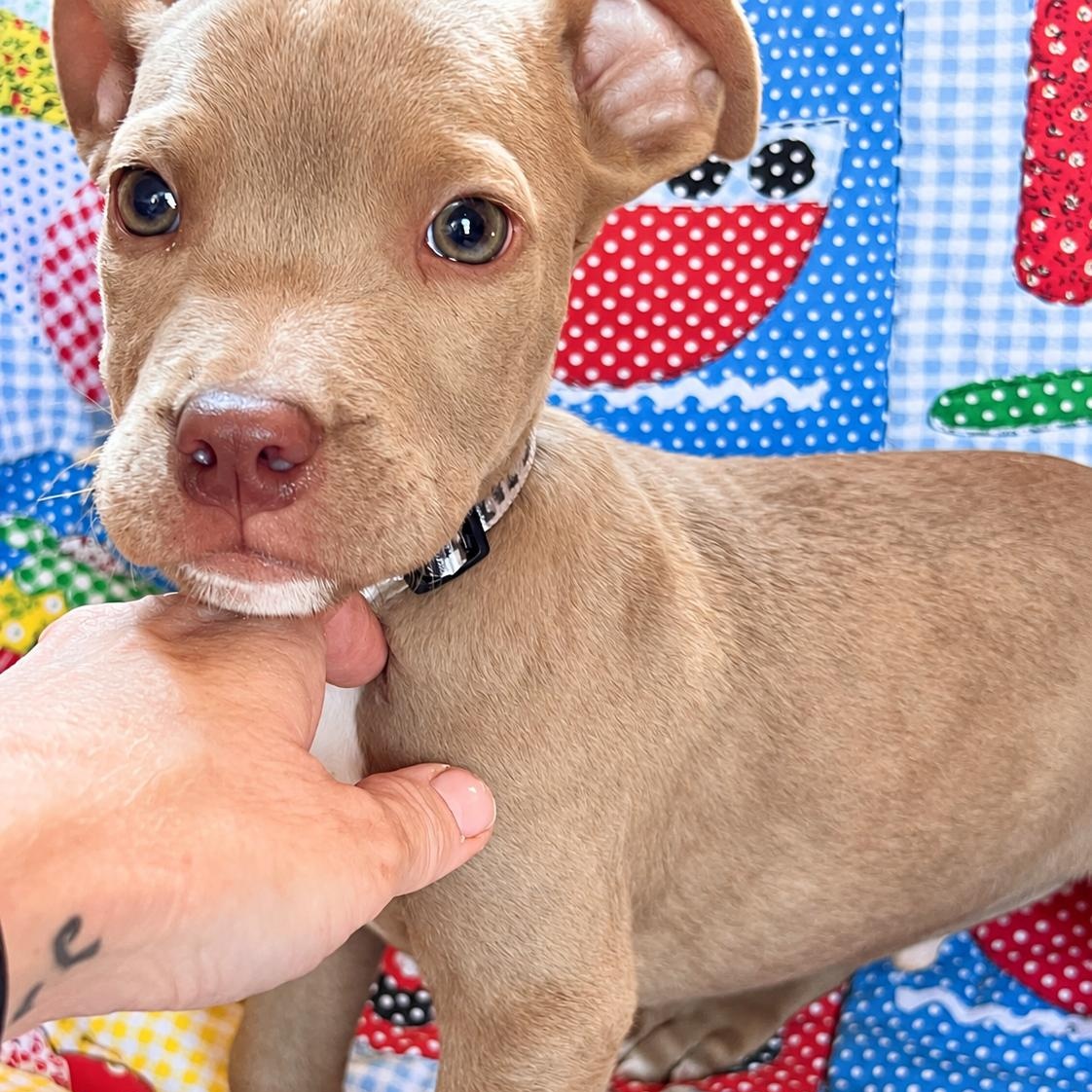 Enlarge Ransom West, a Adoptable mixed breed in Woburn, MA image 1/5