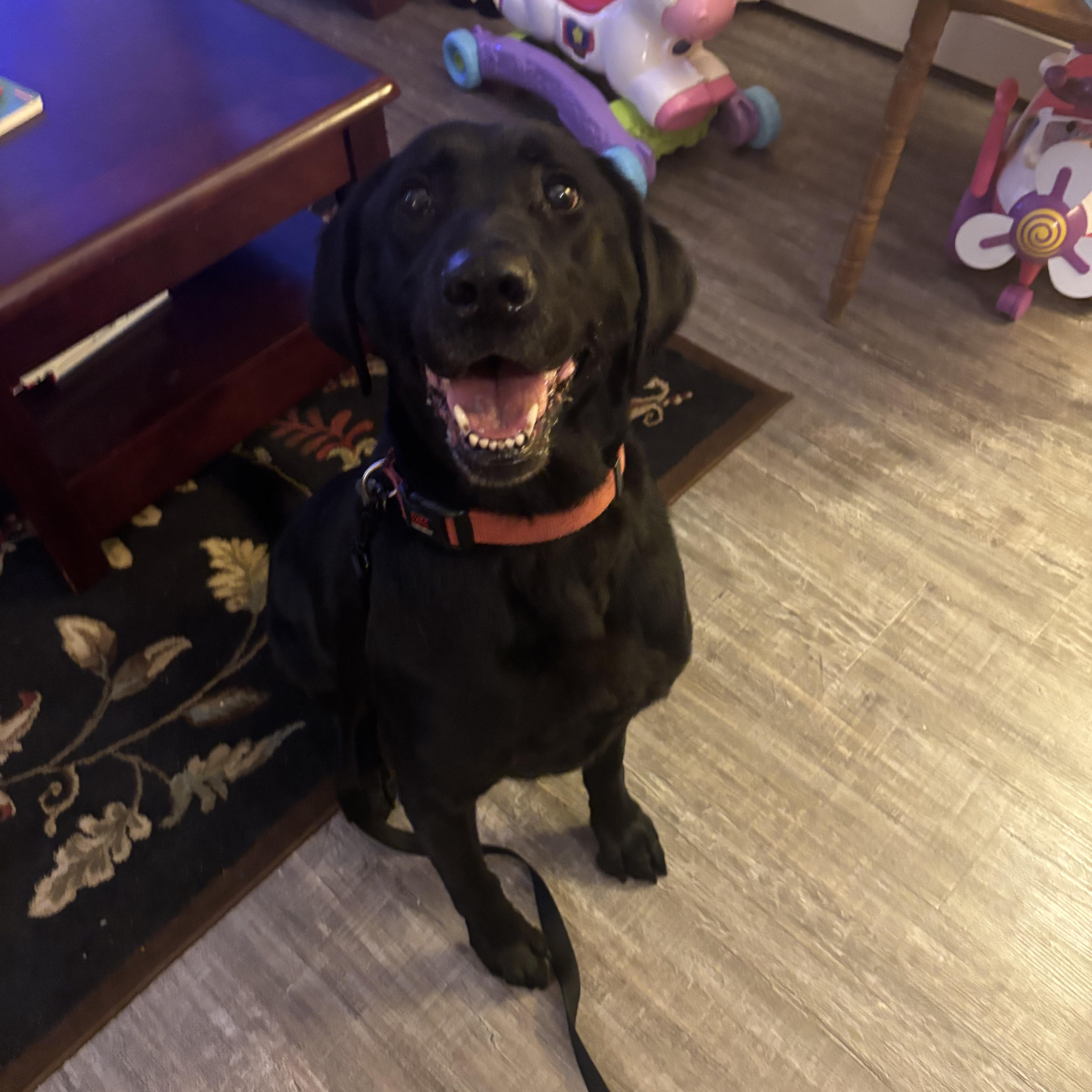 Jack Jack, an adopted Labrador Retriever in Warrington, PA image 1/3